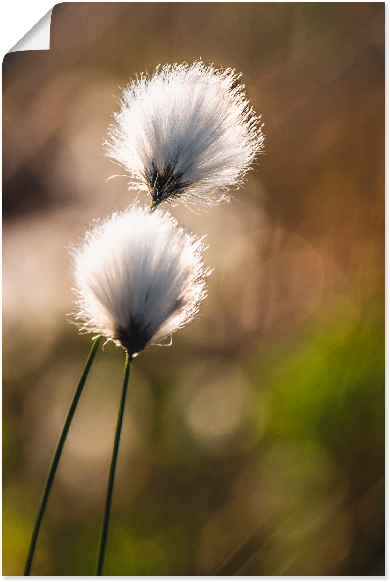 Image of Artland Wandbild »Wollgras I«, Gräser, (1 St.), in vielen Grössen & Produktarten - Alubild / Outdoorbild für den Aussenbereich, Leinwandbild, Poster, Wandaufkleber / Wandtattoo auch für Badezimmer geeignet bei Ackermann Versand Schweiz
