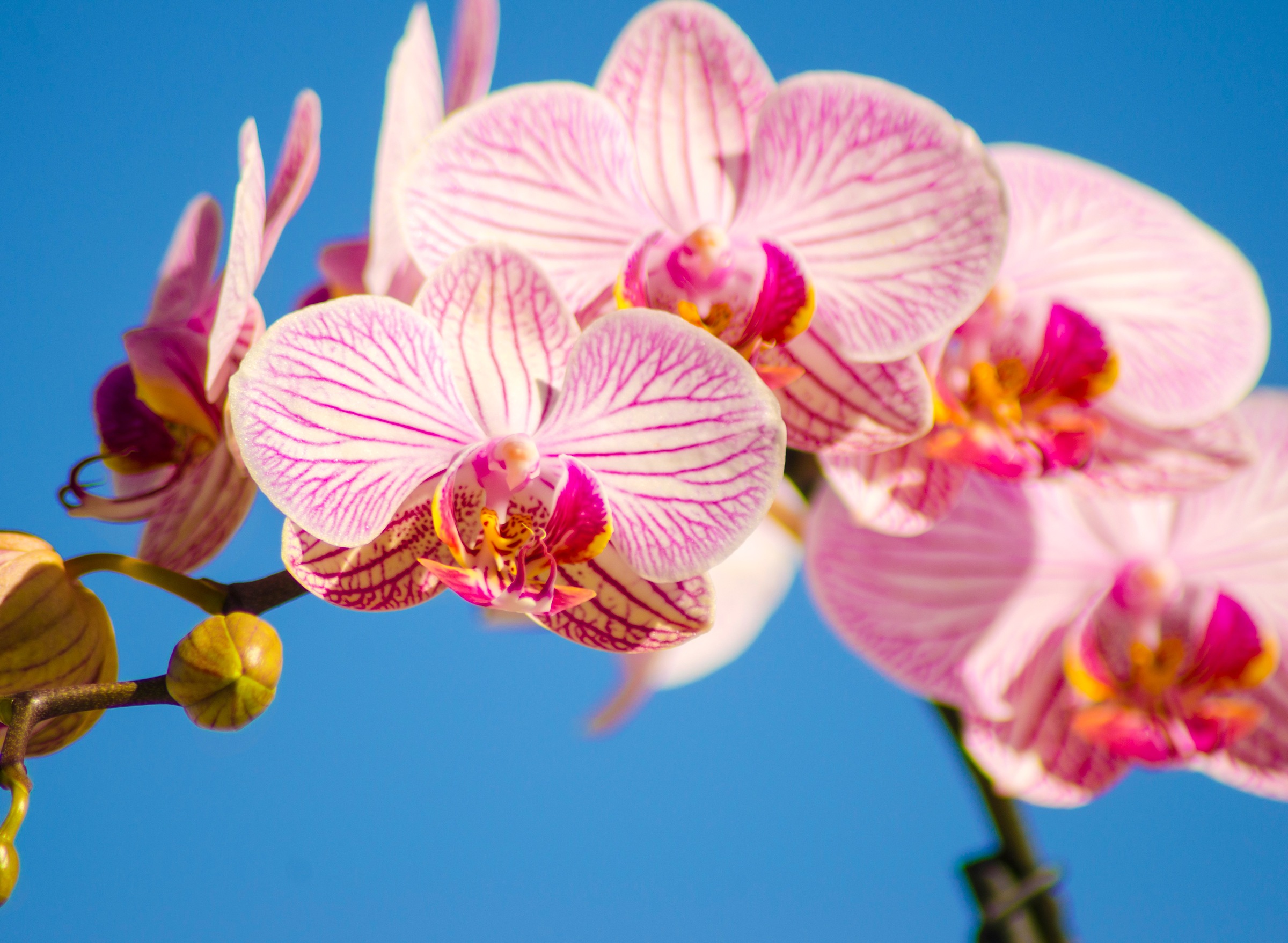 Image of Papermoon Fototapete "Pink Phalaenopsis Orchid" glatt