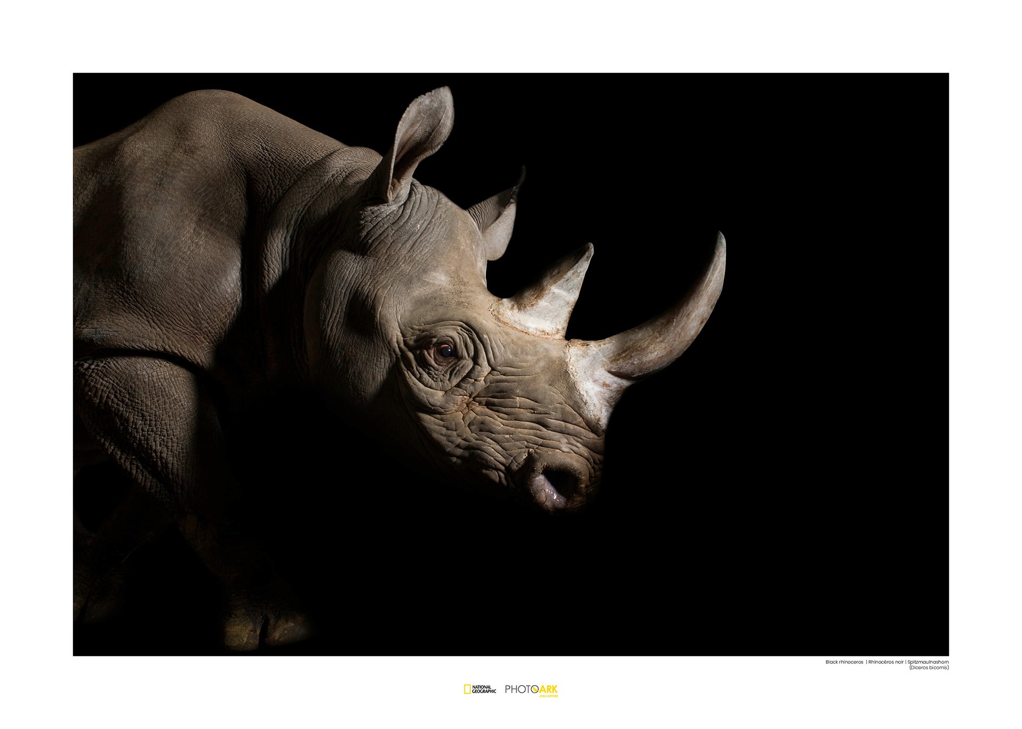 Image of Komar Poster »Black Rhinoceros«, Tiere, Höhe: 30cm bei Ackermann Versand Schweiz