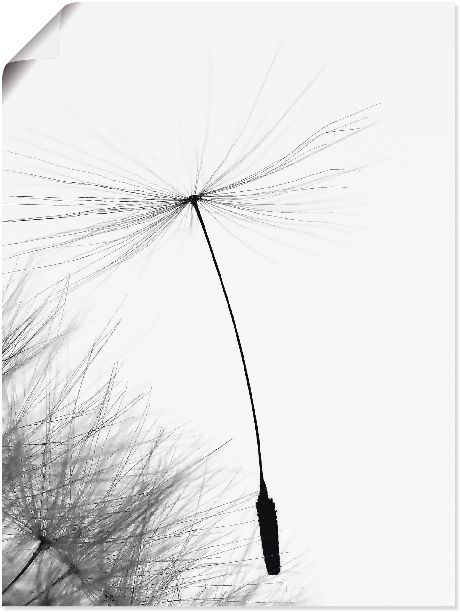 Image of Artland Wandbild »Pusteblume Letzter Halt«, Blumen, (1 St.), in vielen Grössen & Produktarten - Alubild / Outdoorbild für den Aussenbereich, Leinwandbild, Poster, Wandaufkleber / Wandtattoo auch für Badezimmer geeignet bei Ackermann Versand Schweiz