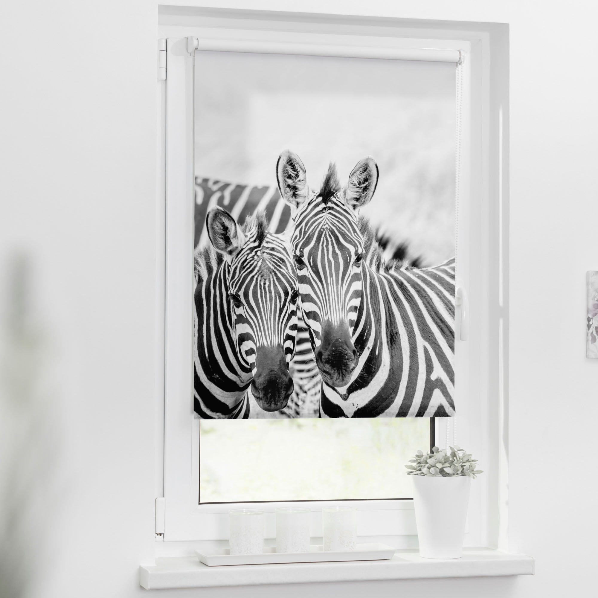 »Klemmfix Motiv Bohren, bedruckt LICHTBLICK bequem Zebra«, Seitenzugrollo kaufen ohne freihängend, ORIGINAL Lichtschutz,