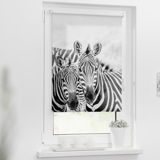 Zebra«, Seitenzugrollo bequem Lichtschutz, freihängend, LICHTBLICK kaufen Motiv bedruckt Bohren, ORIGINAL »Klemmfix ohne