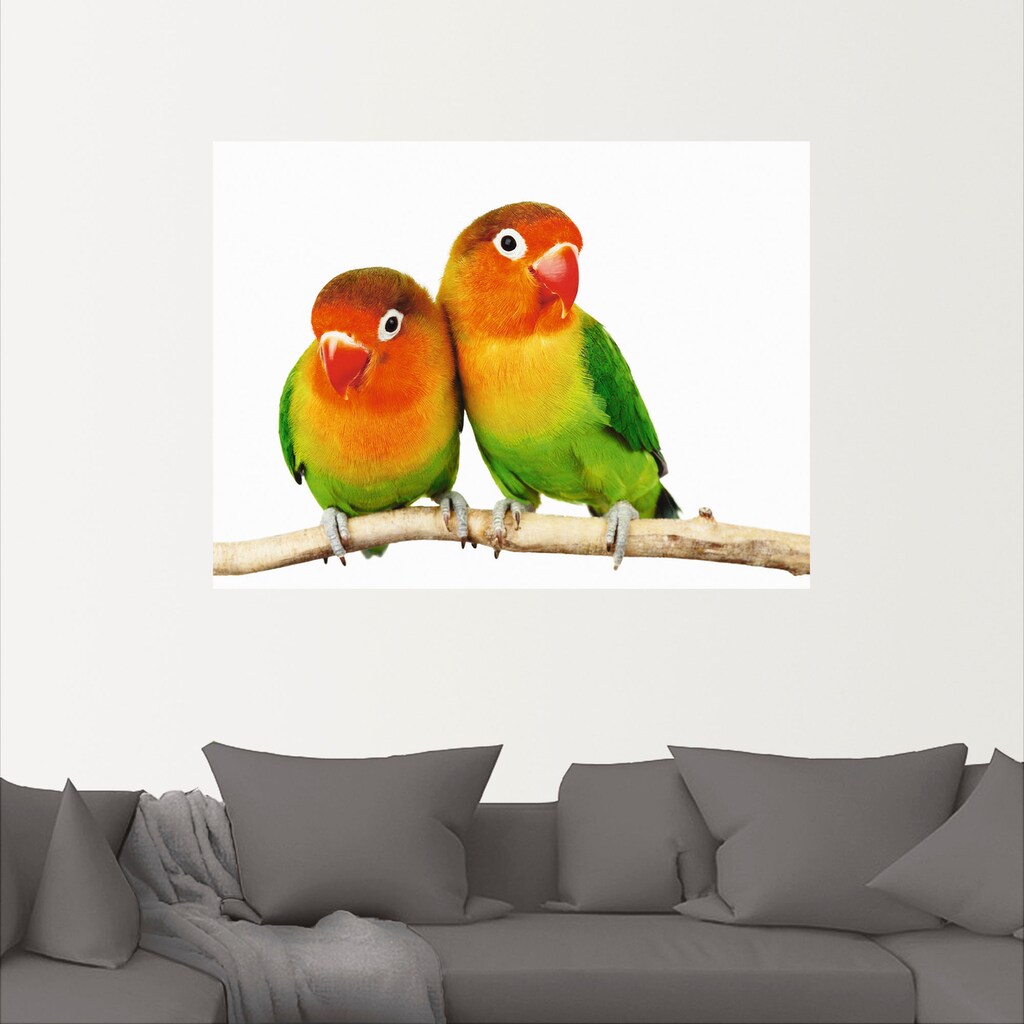 Artland Wandbild »Paar von Grauköpfchen - Papageien«, Vögel, (1 St.)