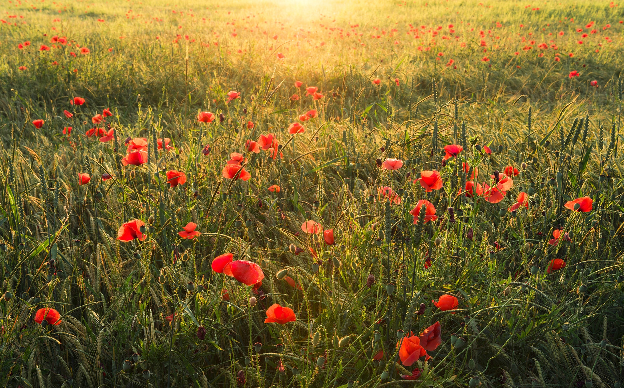 Image of Komar Vliestapete "Digitaldruck Vlies - Poppy World - Grösse 450 x 280 cm" bedruckt glatt Wohnzimmer, Schlafzimmer