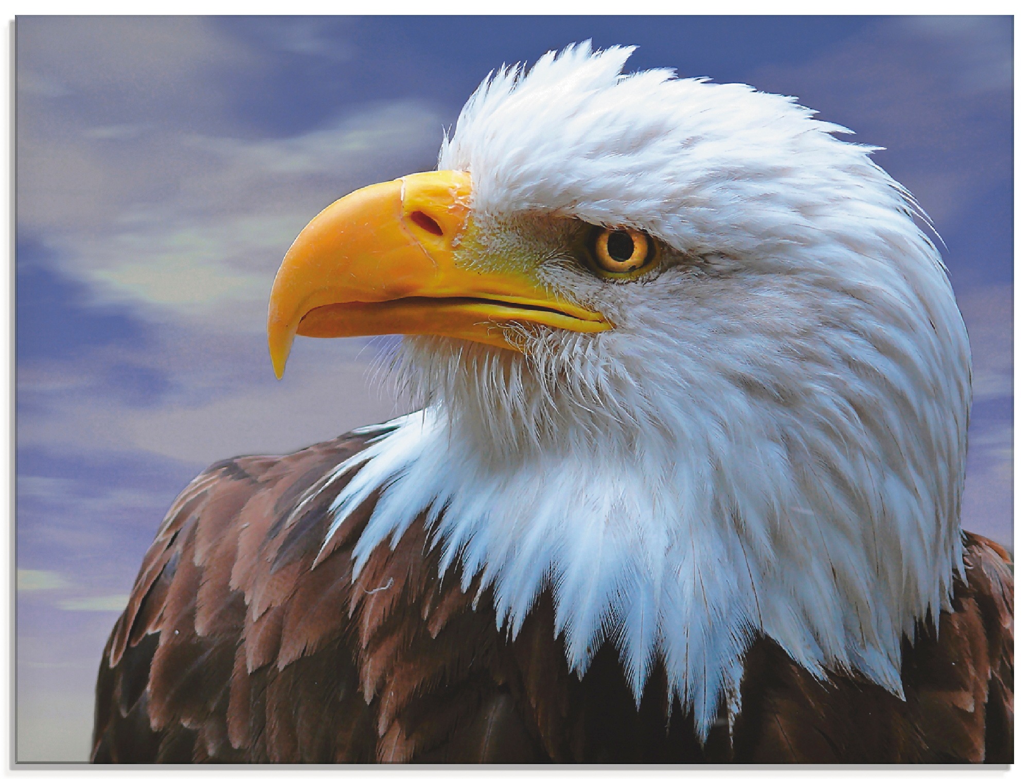 Image of Artland Glasbild »Weisskopfseeadler«, Vögel, (1 St.) bei Ackermann Versand Schweiz