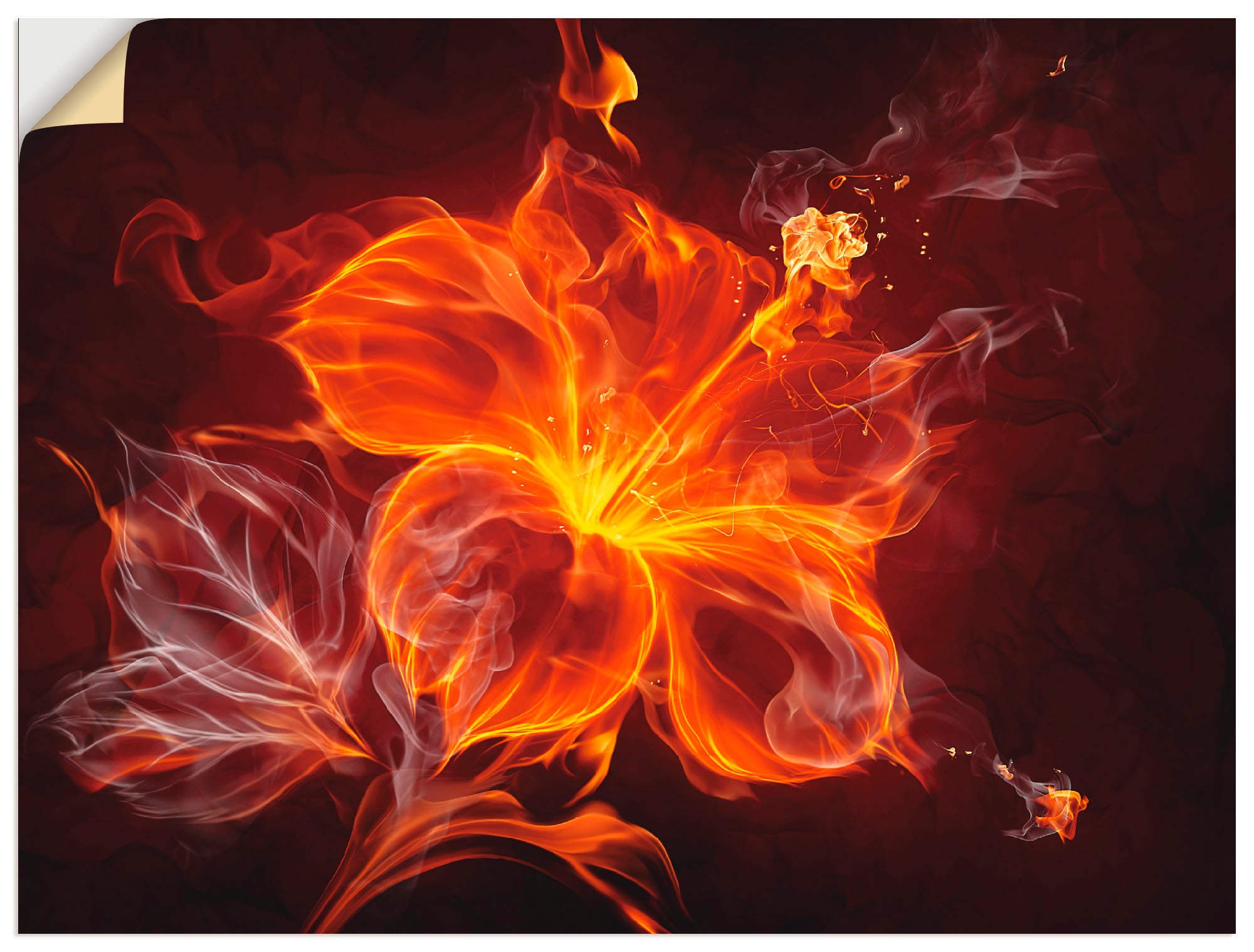 Image of Artland Wandbild »Feuerblume«, Blumen, (1 St.), in vielen Grössen & Produktarten -Leinwandbild, Poster, Wandaufkleber / Wandtattoo auch für Badezimmer geeignet bei Ackermann Versand Schweiz