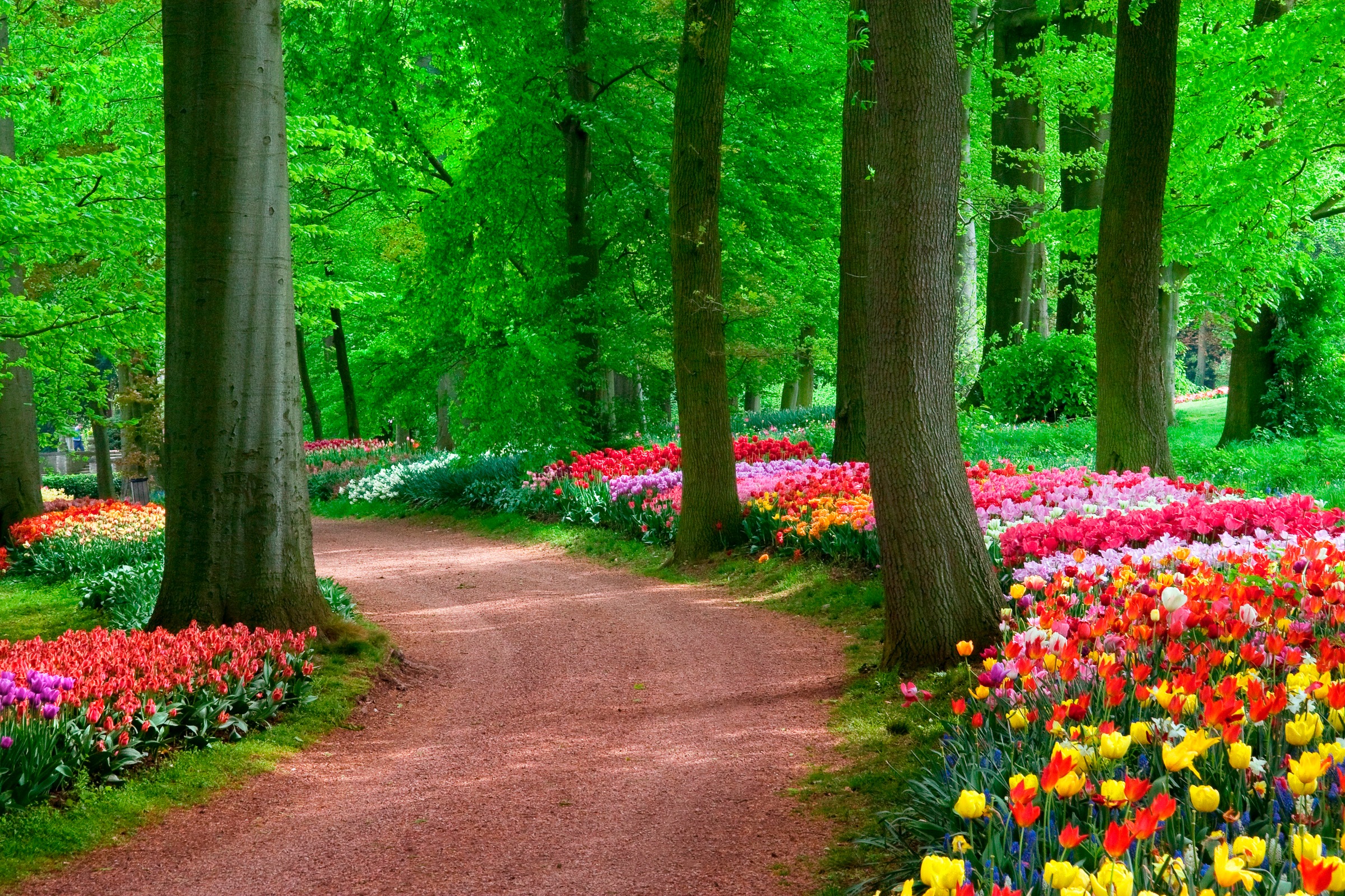 Image of Papermoon Fototapete "Tulips Spring Landscape" glatt