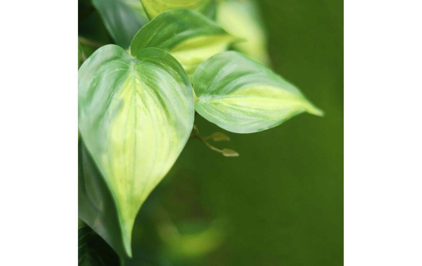 Botanic-Haus Kunstblume »Philodendron Scandens Brasil 180 cm«