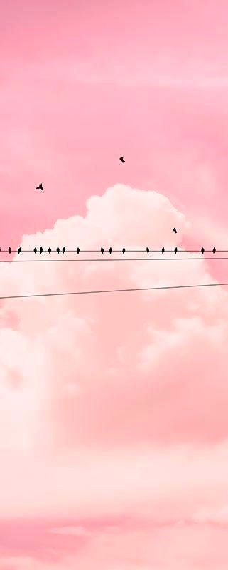 Image of Komar Vliestapete »Cloud Wire Pan«, naturalistisch bei Ackermann Versand Schweiz