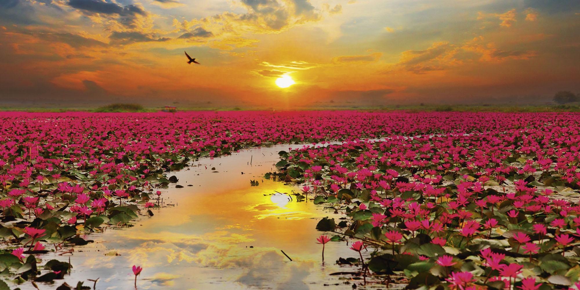 Image of Home affaire Glasbild »S. Plumson: Sonnenschein blühende Lotusblume in Thailand«, 100/50 cm bei Ackermann Versand Schweiz