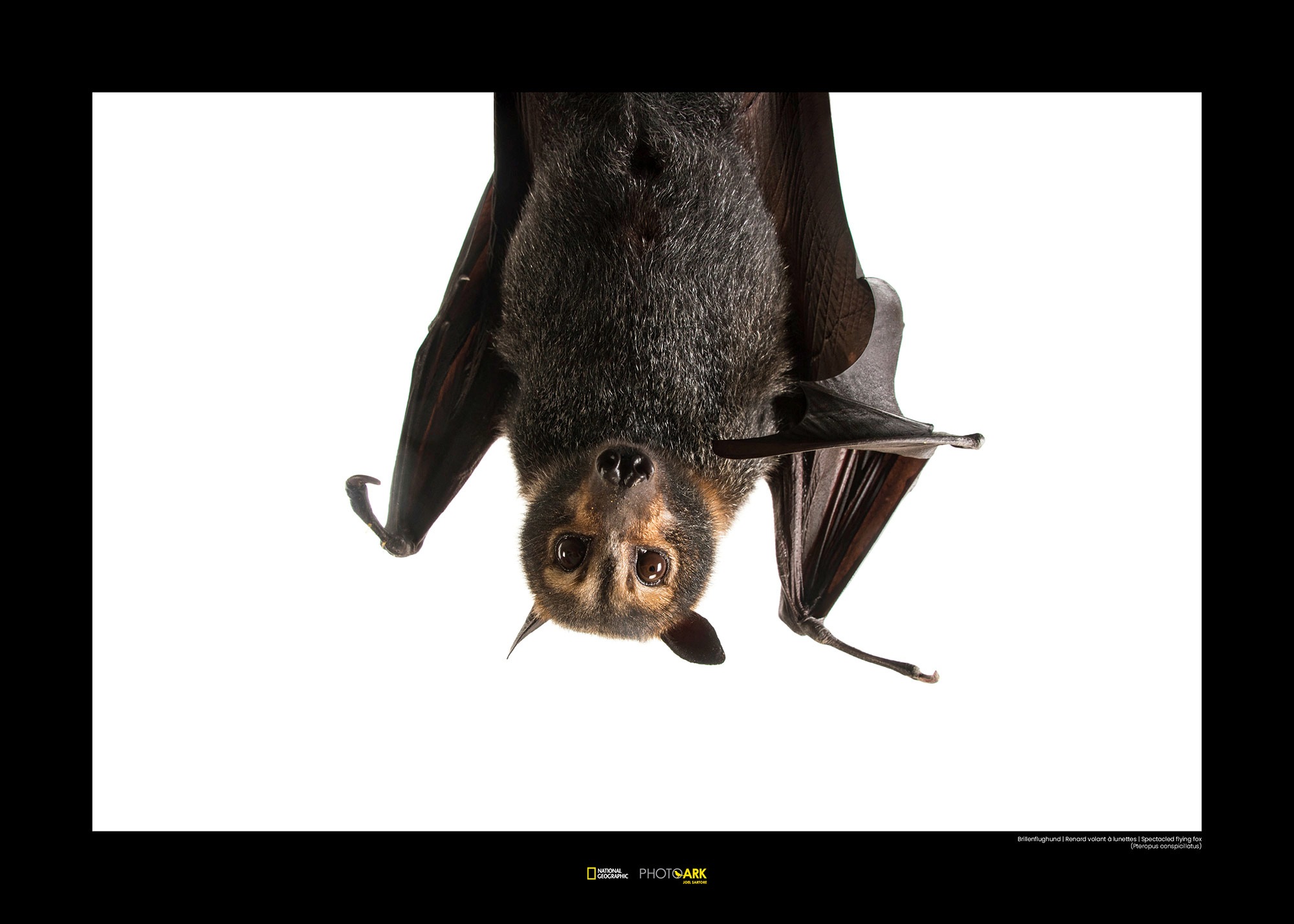 Image of Komar Poster »Spectacled Flying Fox«, Tiere, Höhe: 30cm bei Ackermann Versand Schweiz
