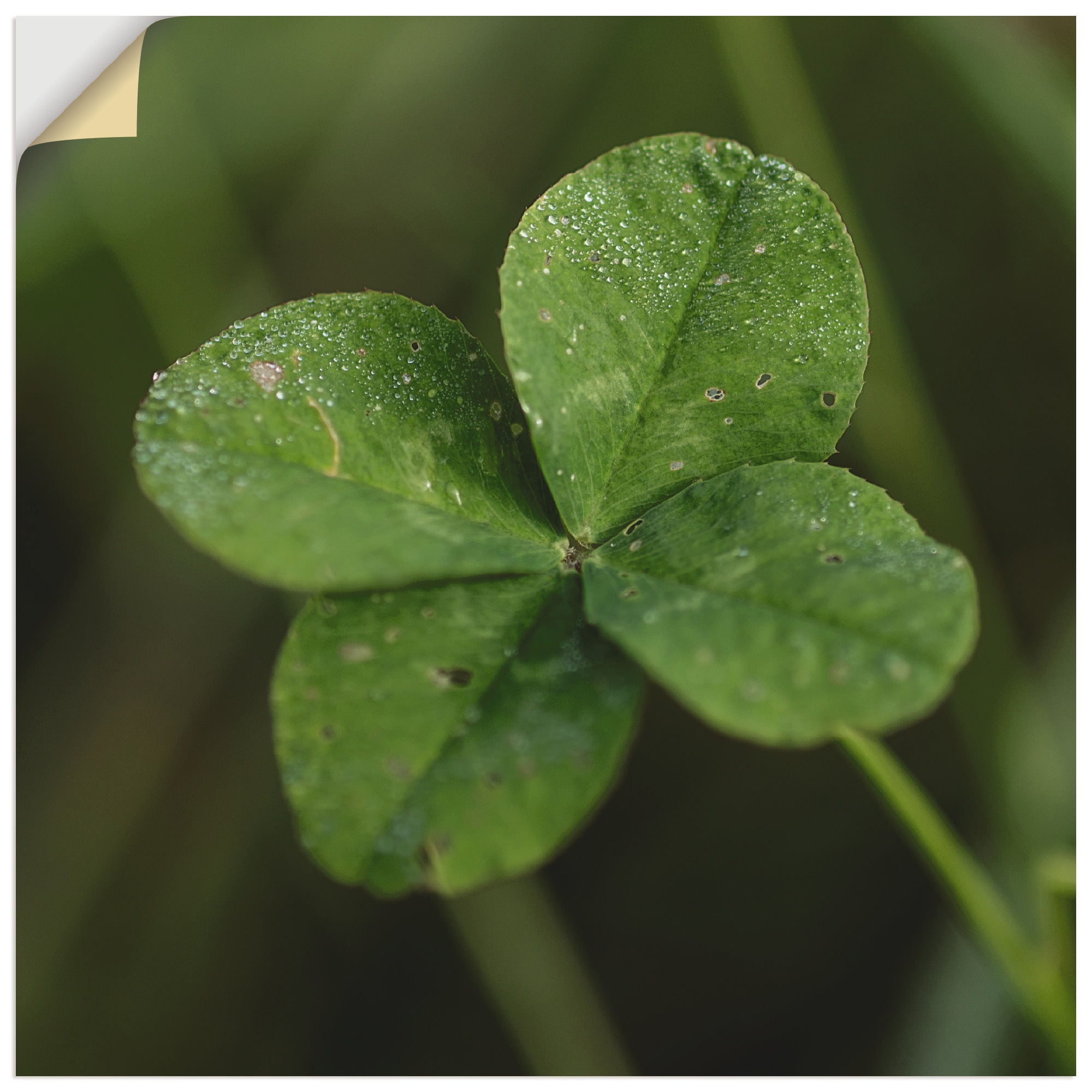 Image of Artland Wandbild »Kleeblatt«, Blätter, (1 St.), in vielen Grössen & Produktarten - Alubild / Outdoorbild für den Aussenbereich, Leinwandbild, Poster, Wandaufkleber / Wandtattoo auch für Badezimmer geeignet bei Ackermann Versand Schweiz