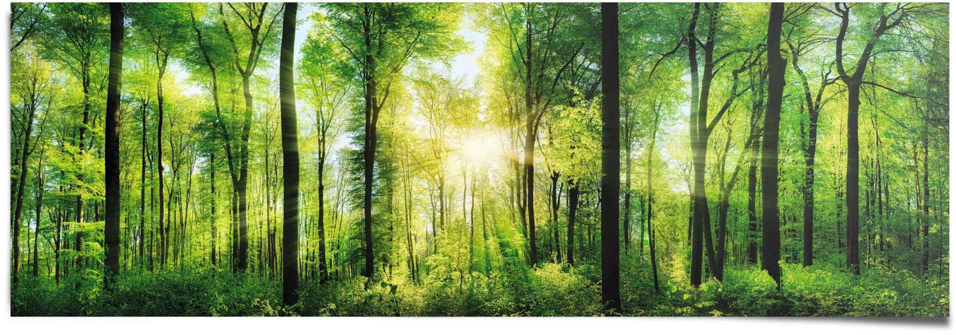 Image of Reinders Poster "Sommerwald" 1 Stk. tlg.