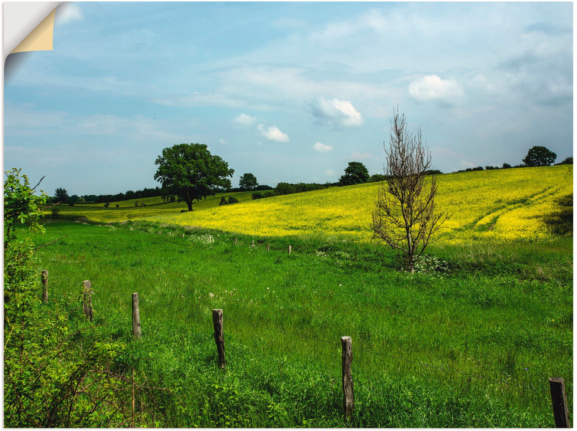 Image of Artland Wandbild »Schönes Schleswig Holstein«, Felder, (1 St.), in vielen Grössen & Produktarten -Leinwandbild, Poster, Wandaufkleber / Wandtattoo auch für Badezimmer geeignet bei Ackermann Versand Schweiz