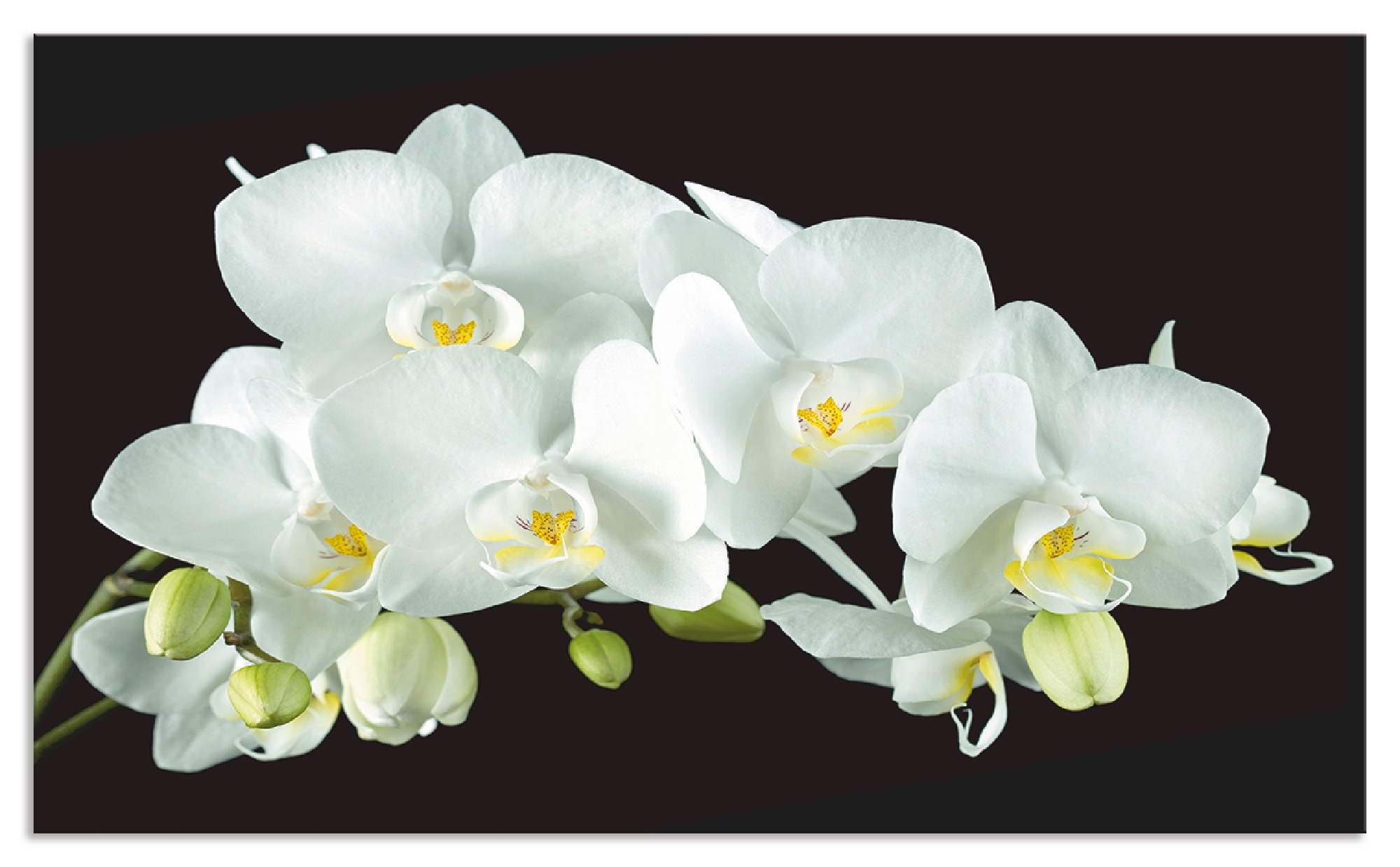 Image of Artland Küchenrückwand »Weisse Orchidee auf schwarzem Hintergrund«, (1 tlg.), selbstklebend in vielen Grössen - Spritzschutz Küche hinter Herd u. Spüle als Wandschutz vor Fett, Wasser u. Schmutz - Rückwand, Wandverkleidung aus Alu bei Ackermann Versand Sc