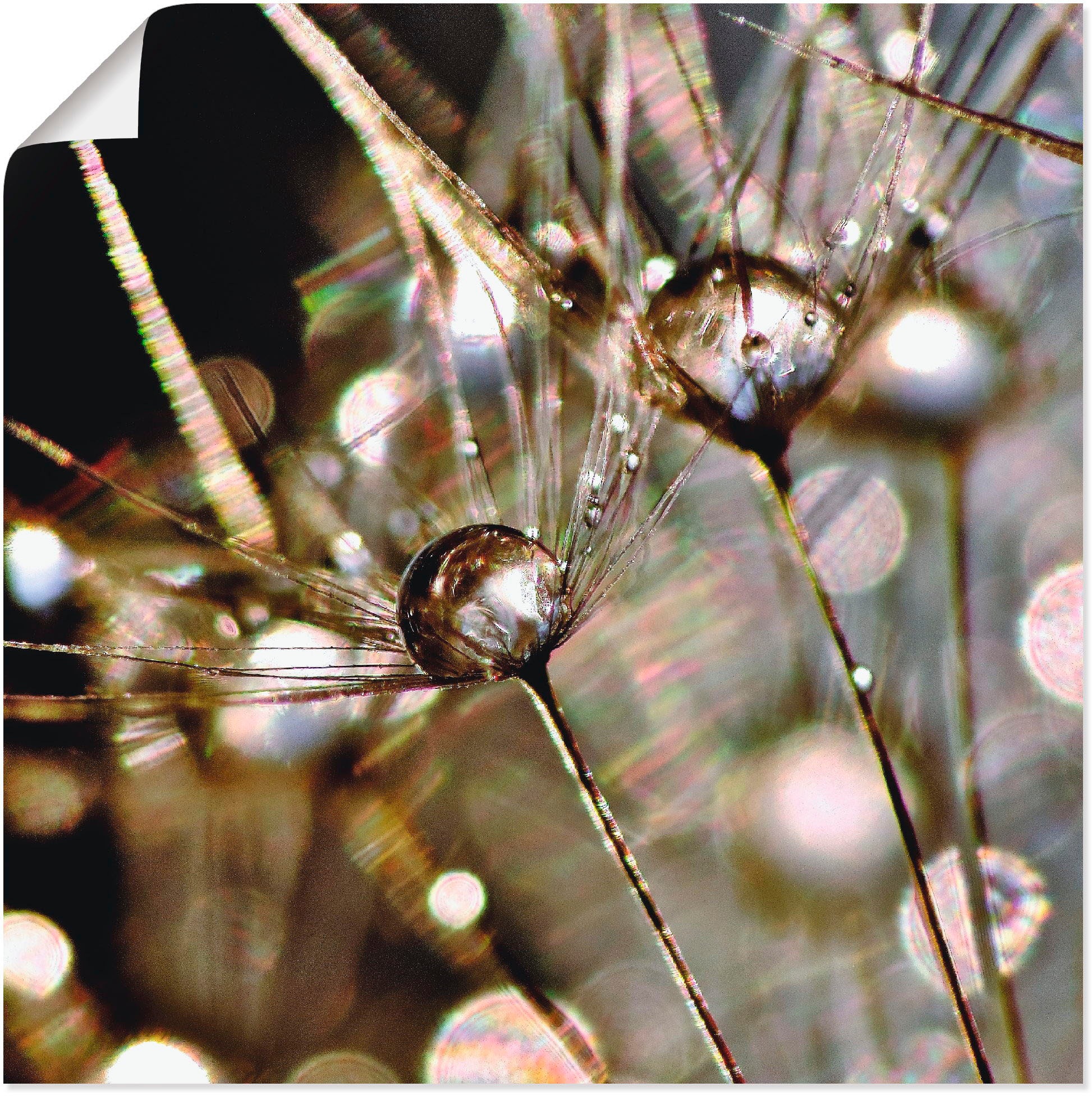 Image of Artland Wandbild »Pusteblume abstrakt«, Blumen, (1 St.), in vielen Grössen & Produktarten - Alubild / Outdoorbild für den Aussenbereich, Leinwandbild, Poster, Wandaufkleber / Wandtattoo auch für Badezimmer geeignet bei Ackermann Versand Schweiz