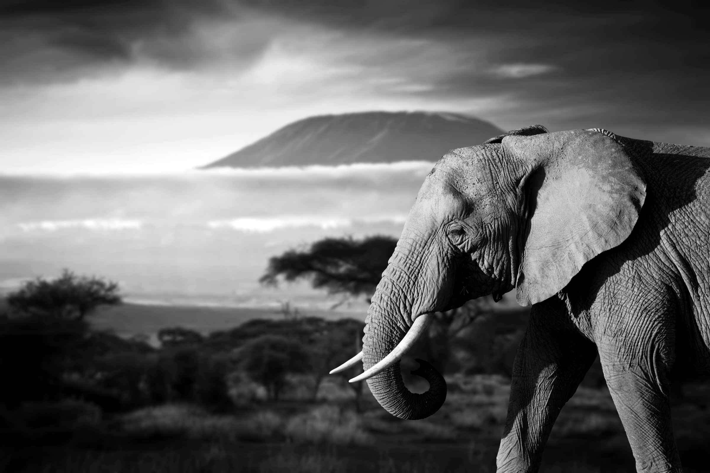 Image of Papermoon Fototapete "Elefant mit Landschaft Schwarz Weiss"