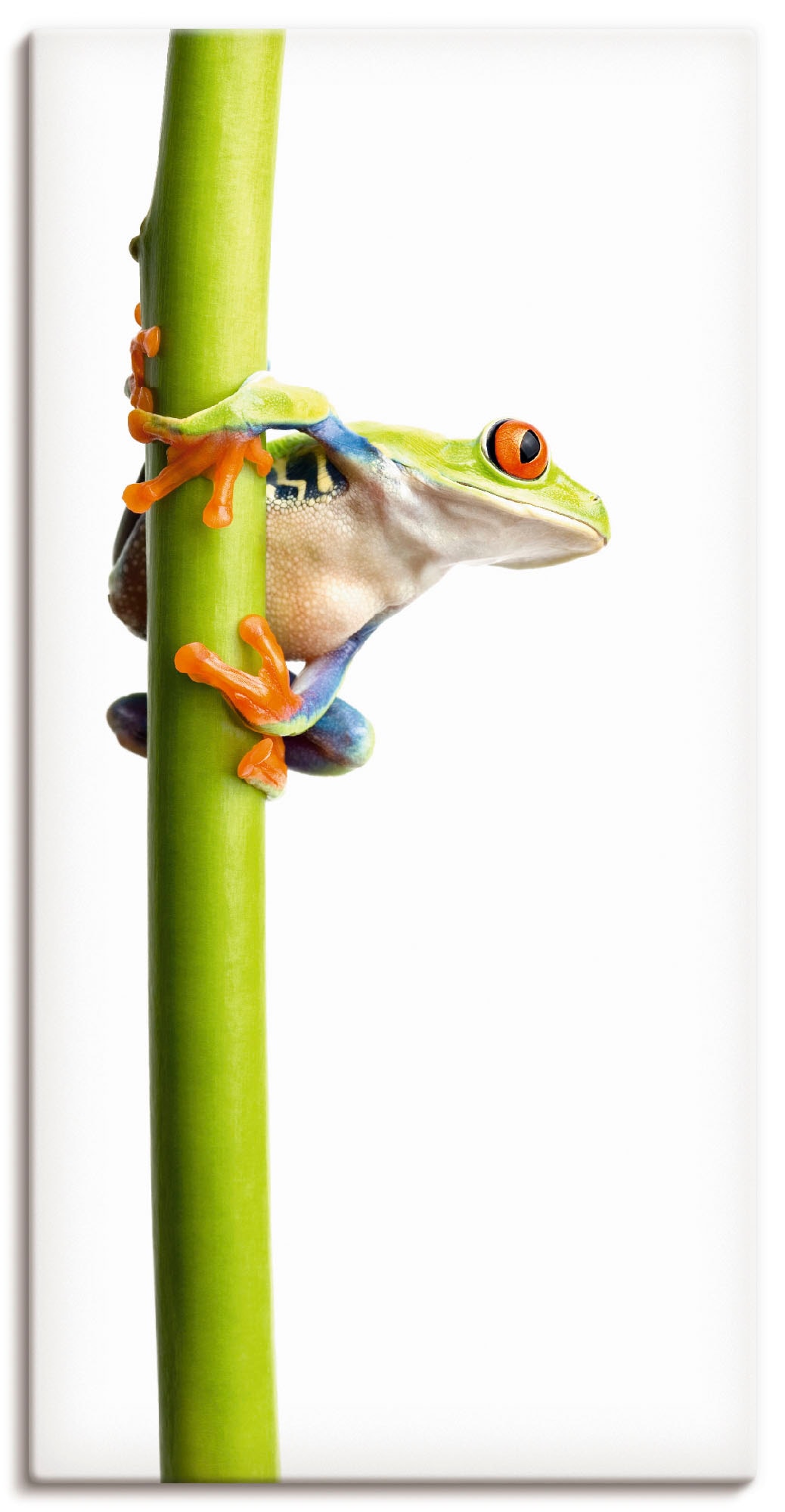 Image of Artland Leinwandbild "Frosch umfasst einen Pflanzenstengel" Wassertiere 1 Stk. tlg. auf Holzrahmen gespannt