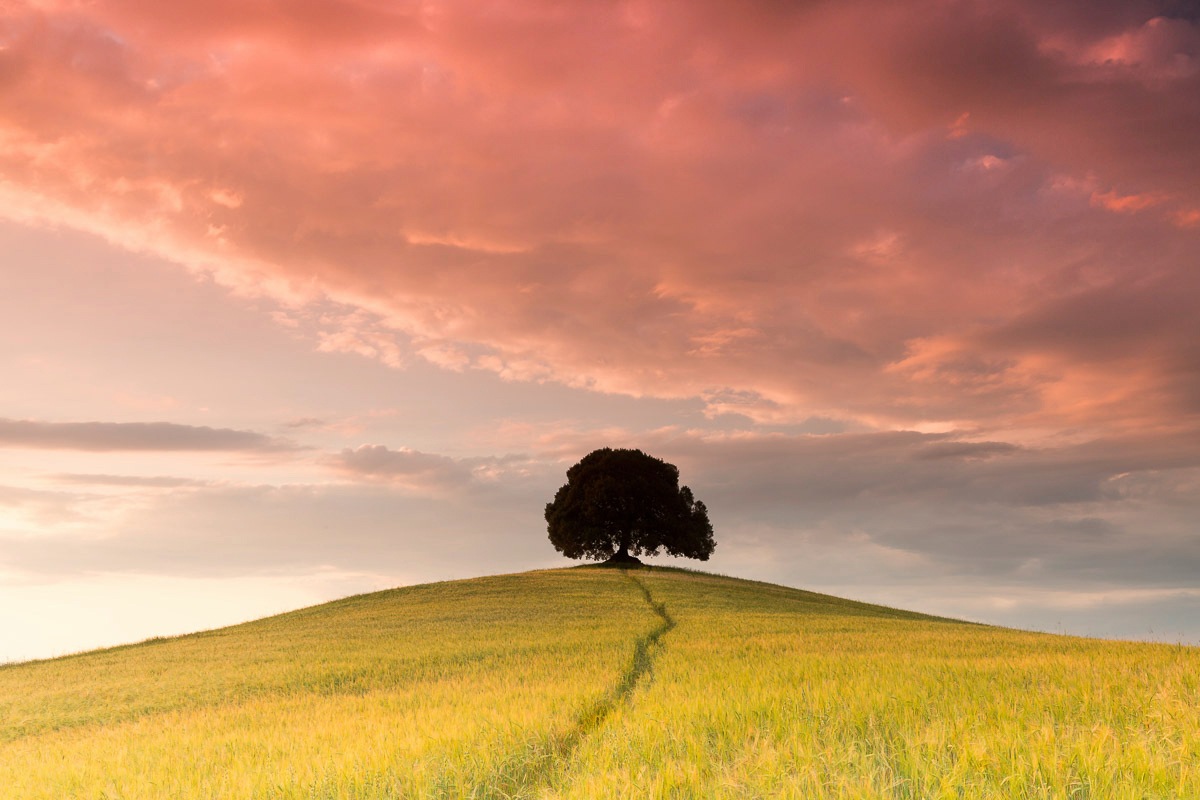 Image of Papermoon Fototapete "Baum im Blumenfeld"