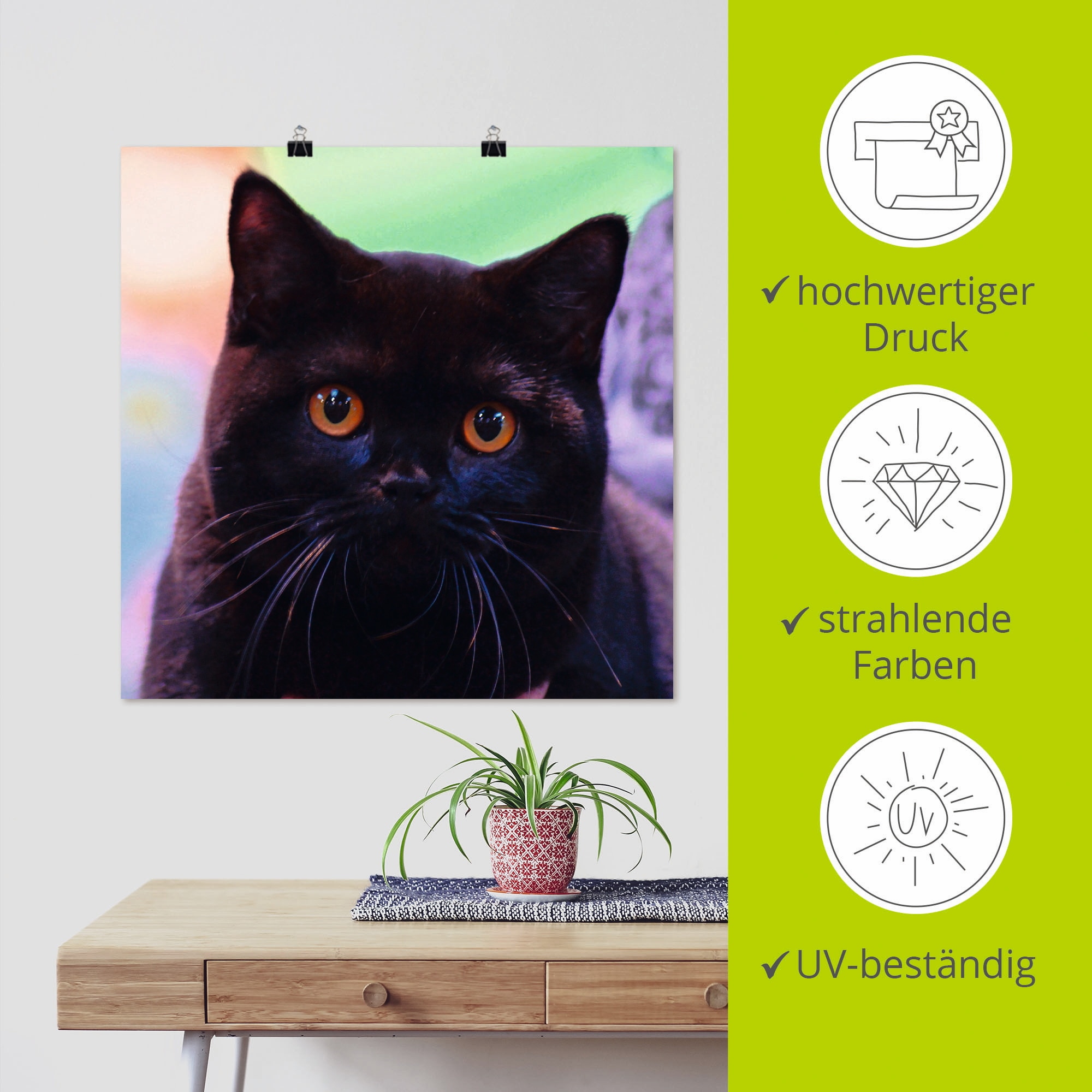 Artland Wandbild »Schwarze Britisch Kurzhaarkatze«, Haustiere, (1 St.), als Poster in verschied. Grössen