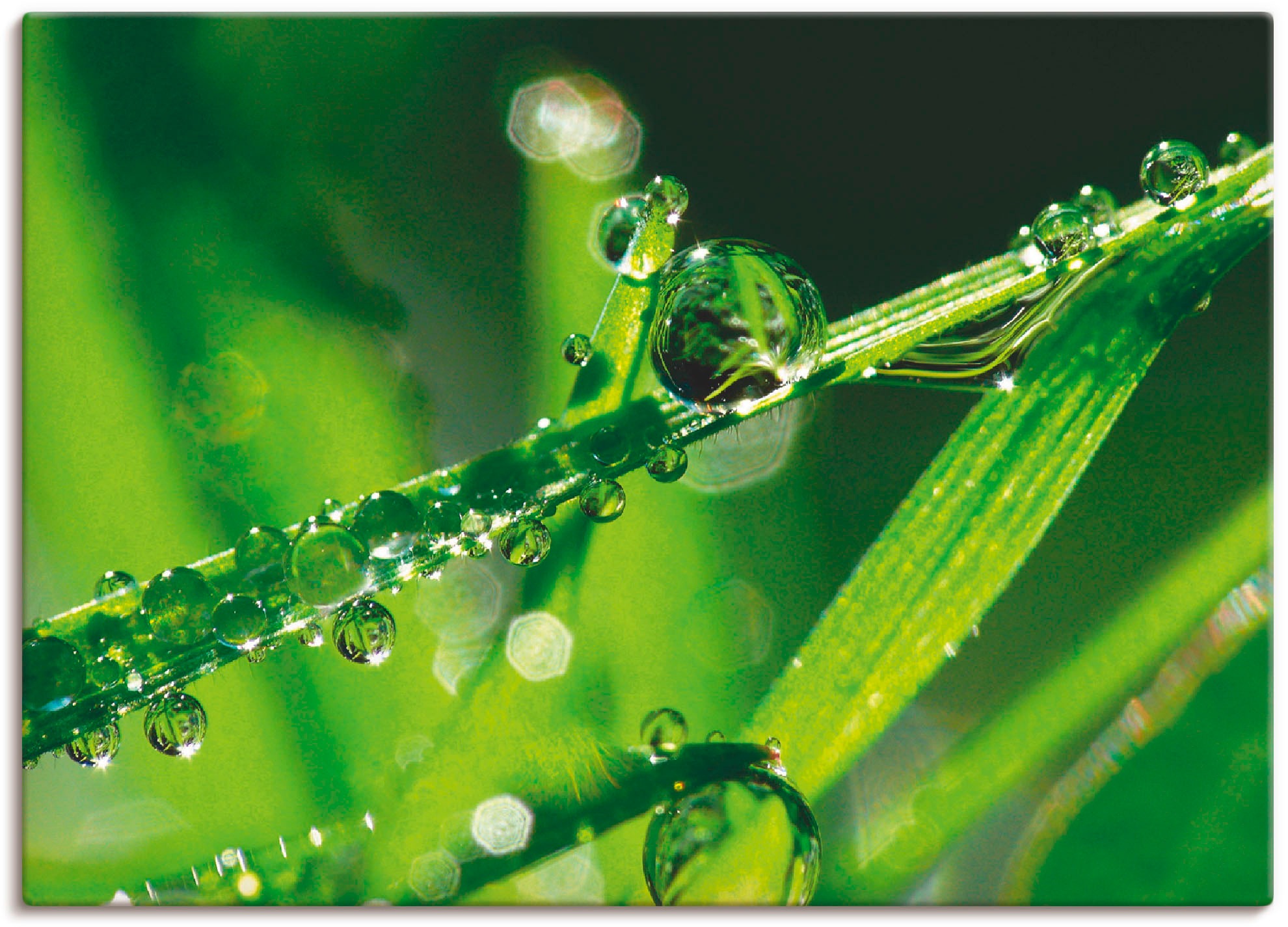 Image of Artland Wandbild »Wassertropfen auf Gras«, Gräser, (1 St.), in vielen Grössen & Produktarten -Leinwandbild, Poster, Wandaufkleber / Wandtattoo auch für Badezimmer geeignet bei Ackermann Versand Schweiz