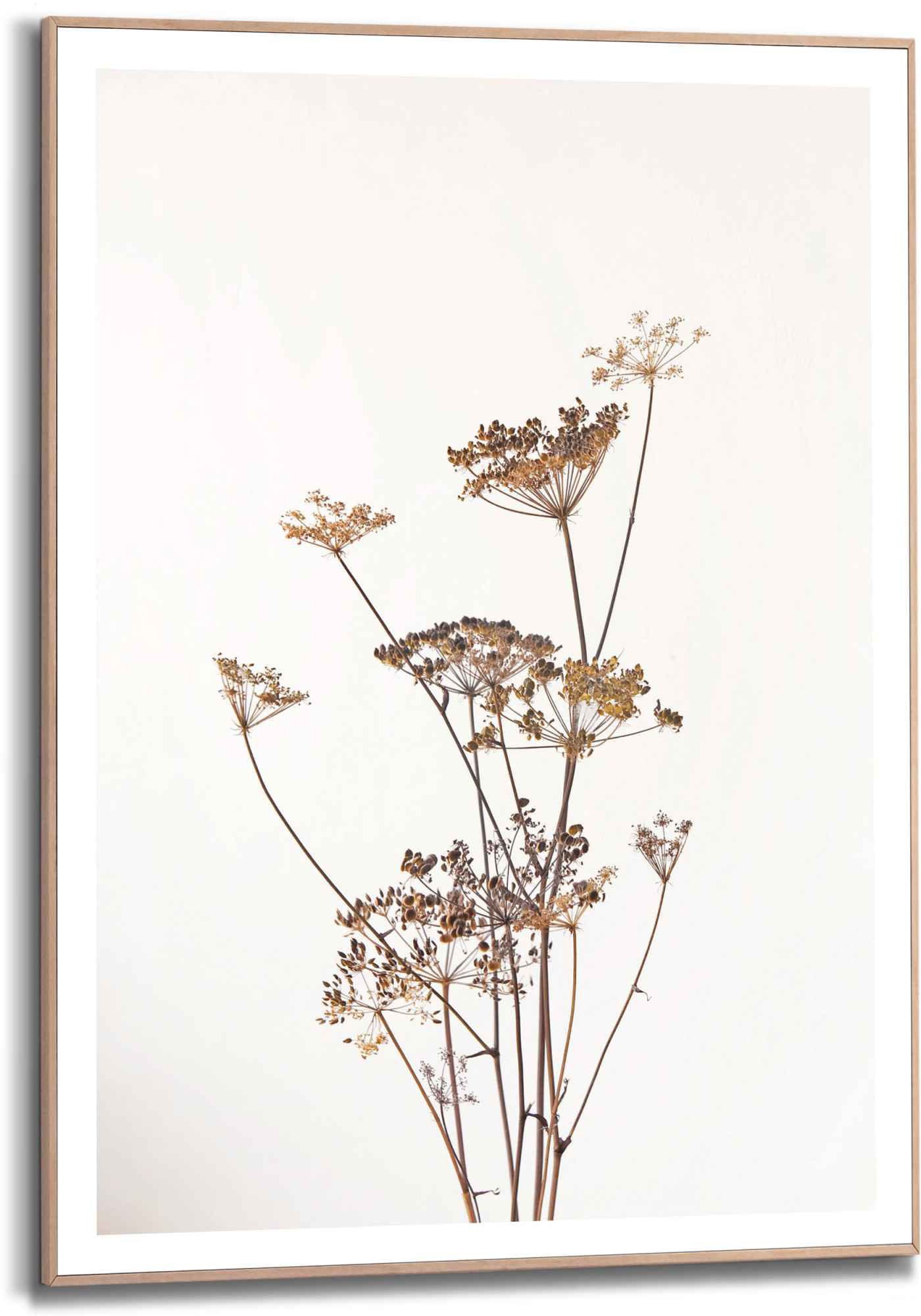 Reinders! Bild »Gerahmtes Bild - - kaufen Getrocknet (1 - Bärenklau Pflanz Blumen«, Natur Pflanzen, günstig St.)