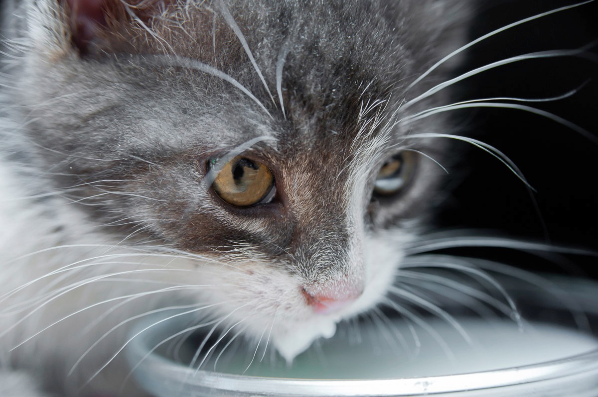 Image of Papermoon Fototapete »Katze«, Vliestapete, hochwertiger Digitaldruck, inklusive Kleister bei Ackermann Versand Schweiz