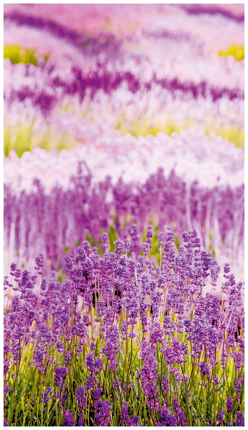 Finde Bodenmeister Fototapete »Lavendel Provence lila« auf