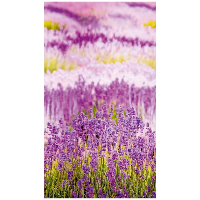 Finde Bodenmeister Fototapete »Lavendel Provence lila« auf