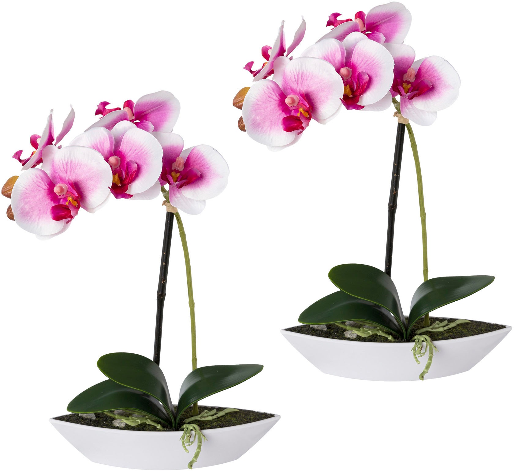 Image of Creativ green Kunstorchidee »Phalaenopsis«, (2 St.), 2er Set, in Kunststoffschale bei Ackermann Versand Schweiz