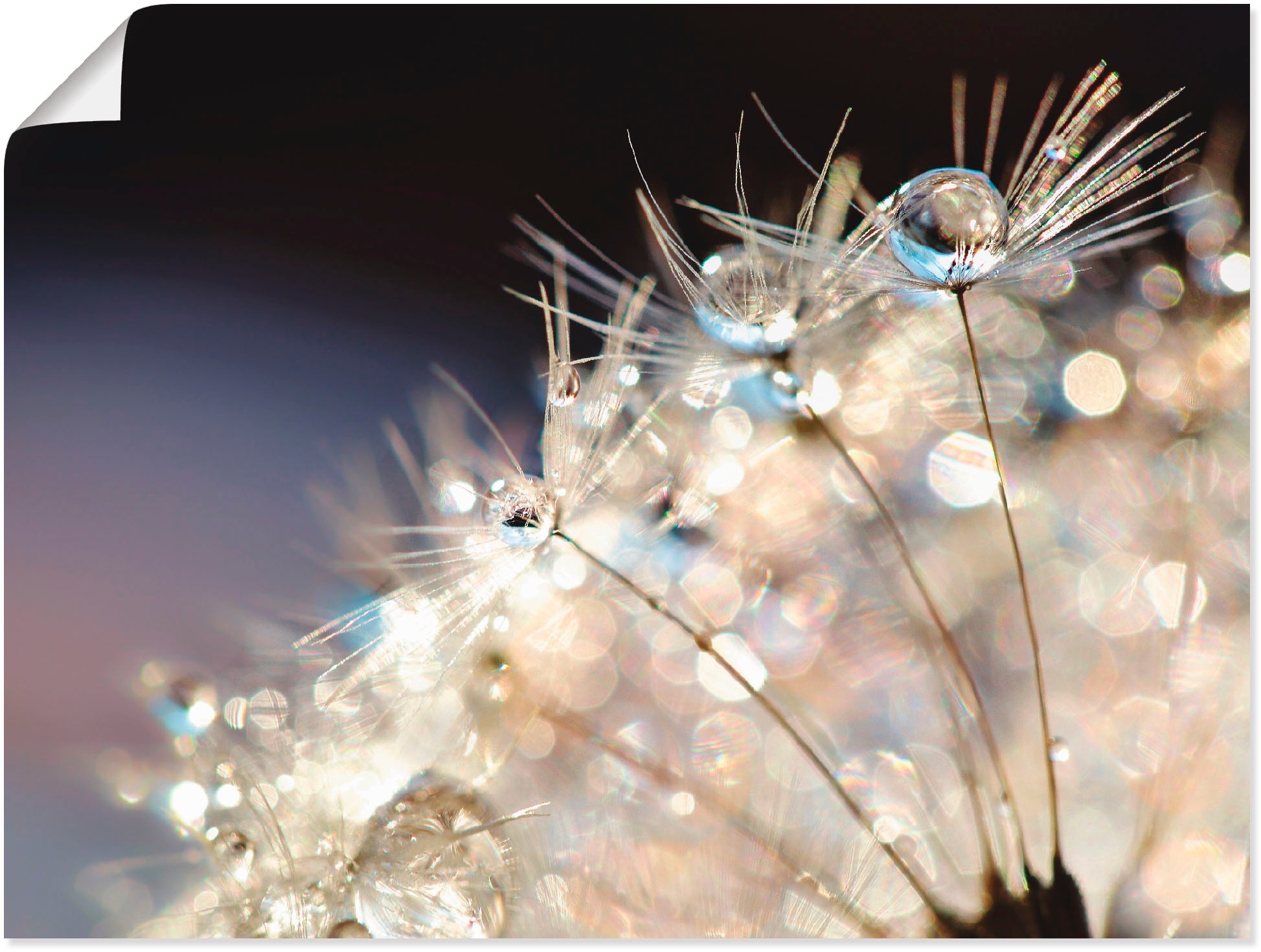 Image of Artland Wandbild »Pusteblume Fantasie«, Blumen, (1 St.), in vielen Grössen & Produktarten - Alubild / Outdoorbild für den Aussenbereich, Leinwandbild, Poster, Wandaufkleber / Wandtattoo auch für Badezimmer geeignet bei Ackermann Versand Schweiz