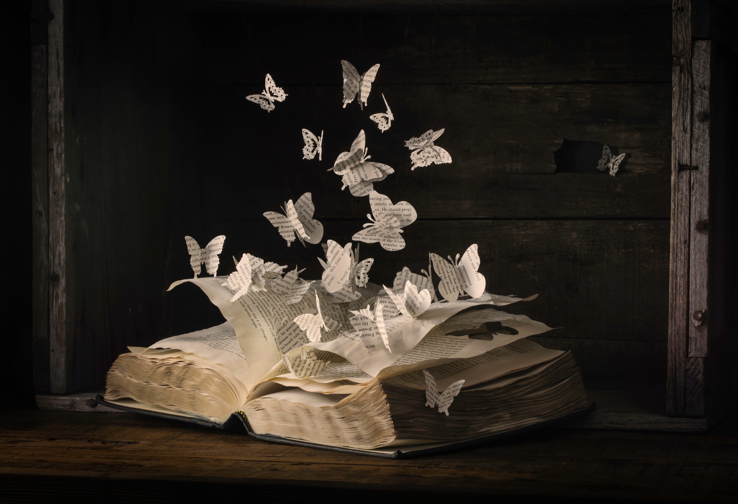 Image of Papermoon Fototapete »Photo-Art HEATHER BONADIO, LEPIDOPTEROLOGIE«, Vliestapete, hochwertiger Digitaldruck, inklusive Kleister bei Ackermann Versand Schweiz