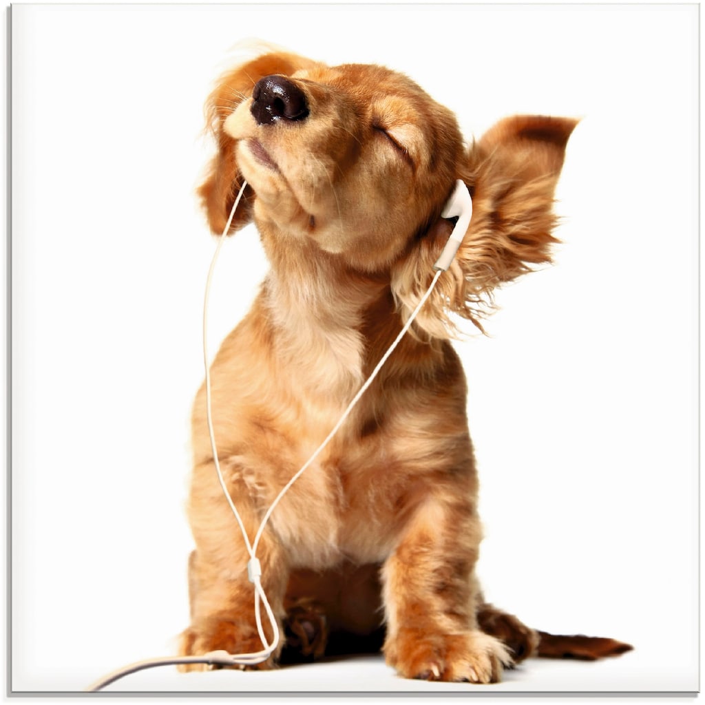 Artland Glasbild »Junger Hund hört Musik über Kopfhörer«, Haustiere, (1 St.)