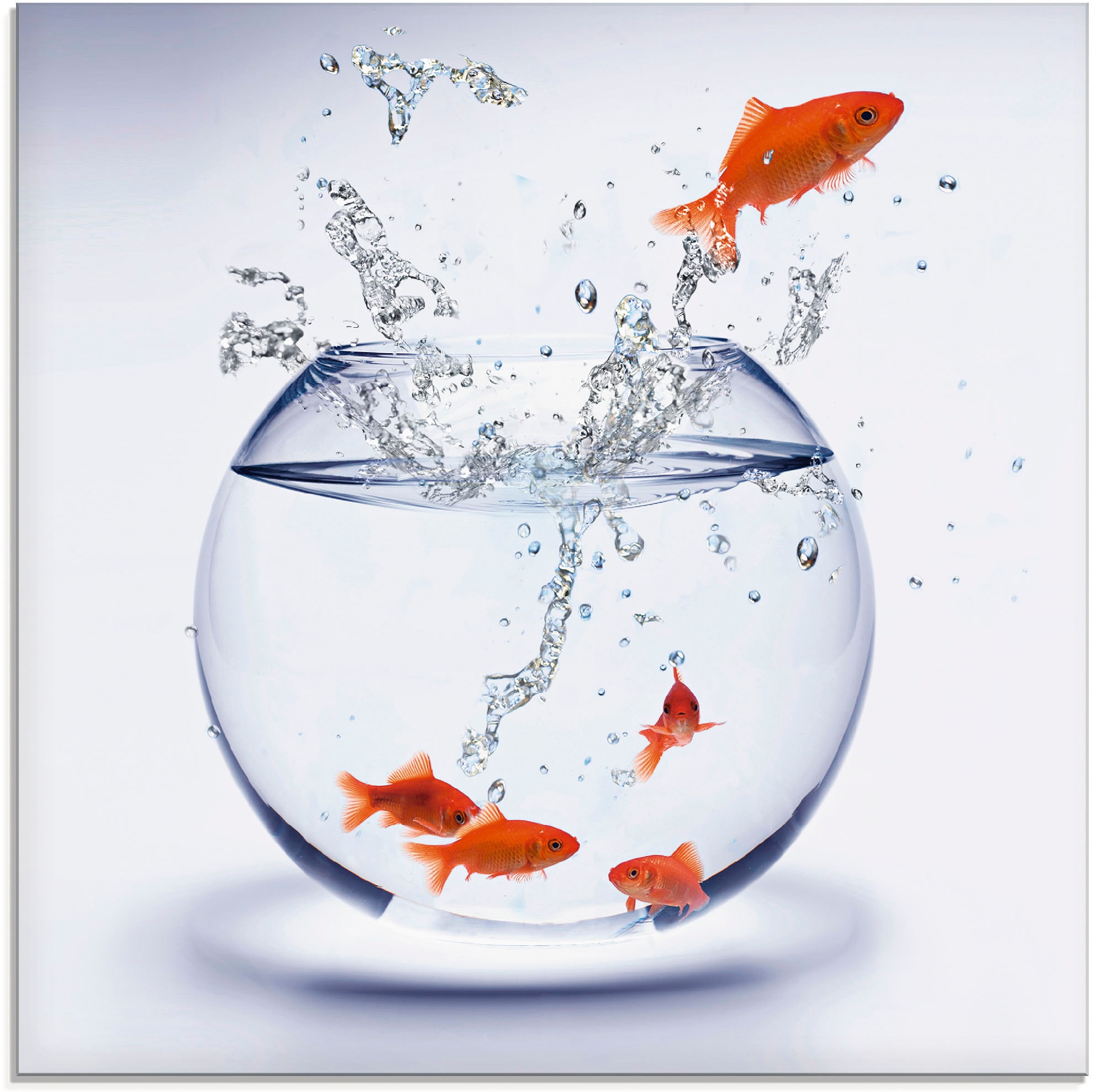 Image of Artland Glasbild "Goldfischaquarium" Wassertiere 1 Stk. tlg. in verschiedenen Grössen