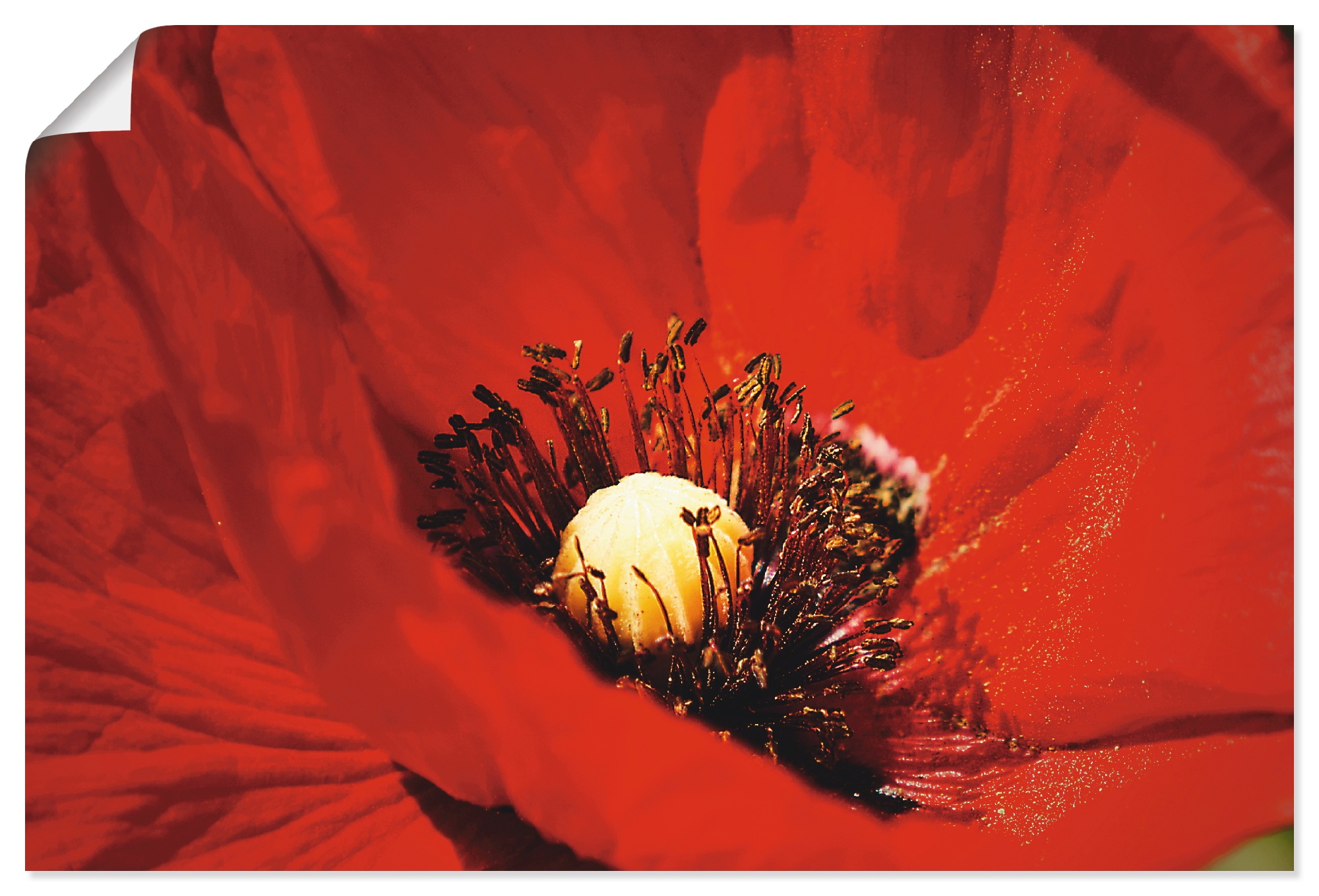 Image of Artland Poster "Roter Mohn" Blumen 1 Stk. tlg. als Poster in verschied. Grössen