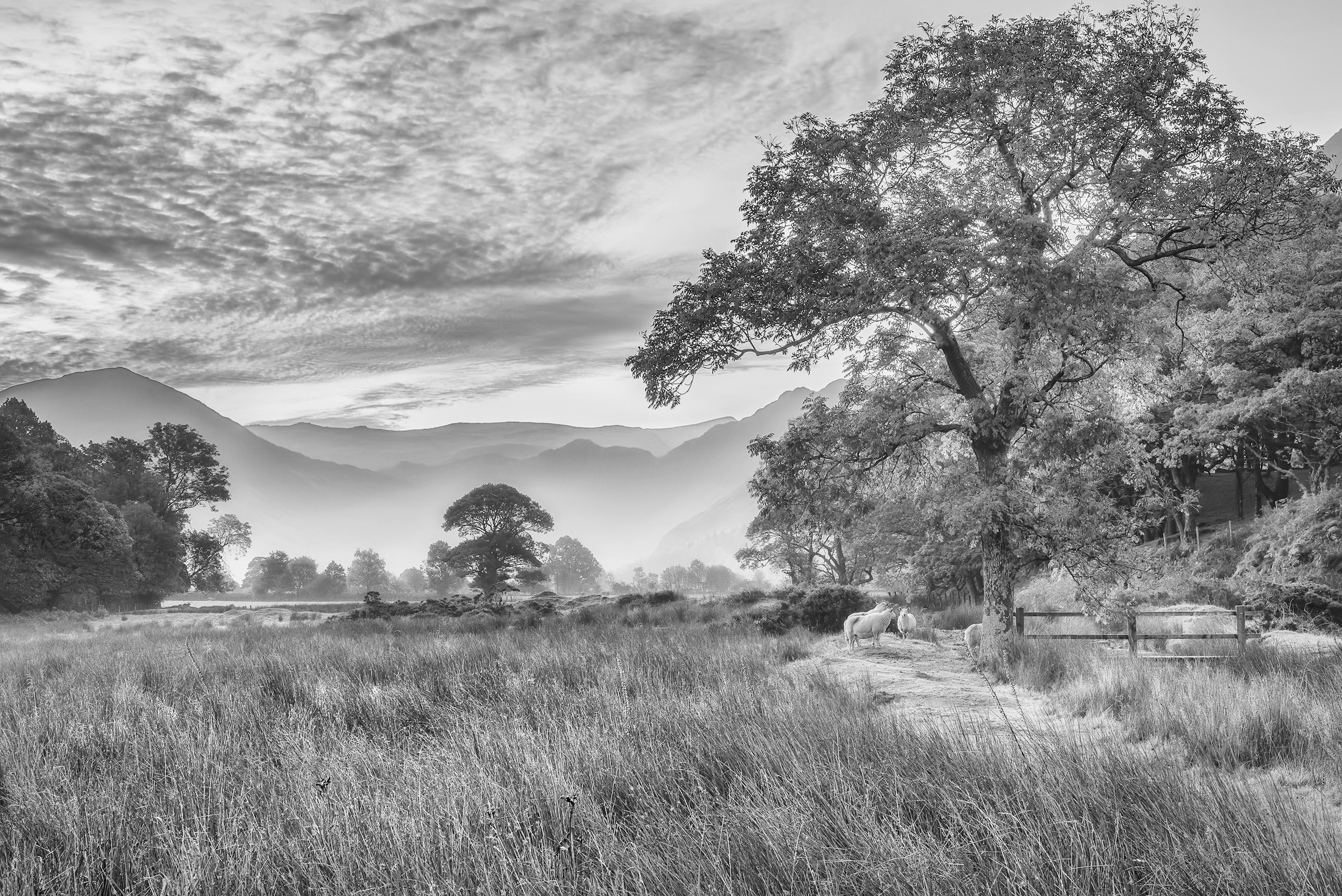 Image of Papermoon Fototapete "LANDSCHAFT-SCHWARZ WEIssNATUR BÄUME BERGE GEBIRGE WALD"