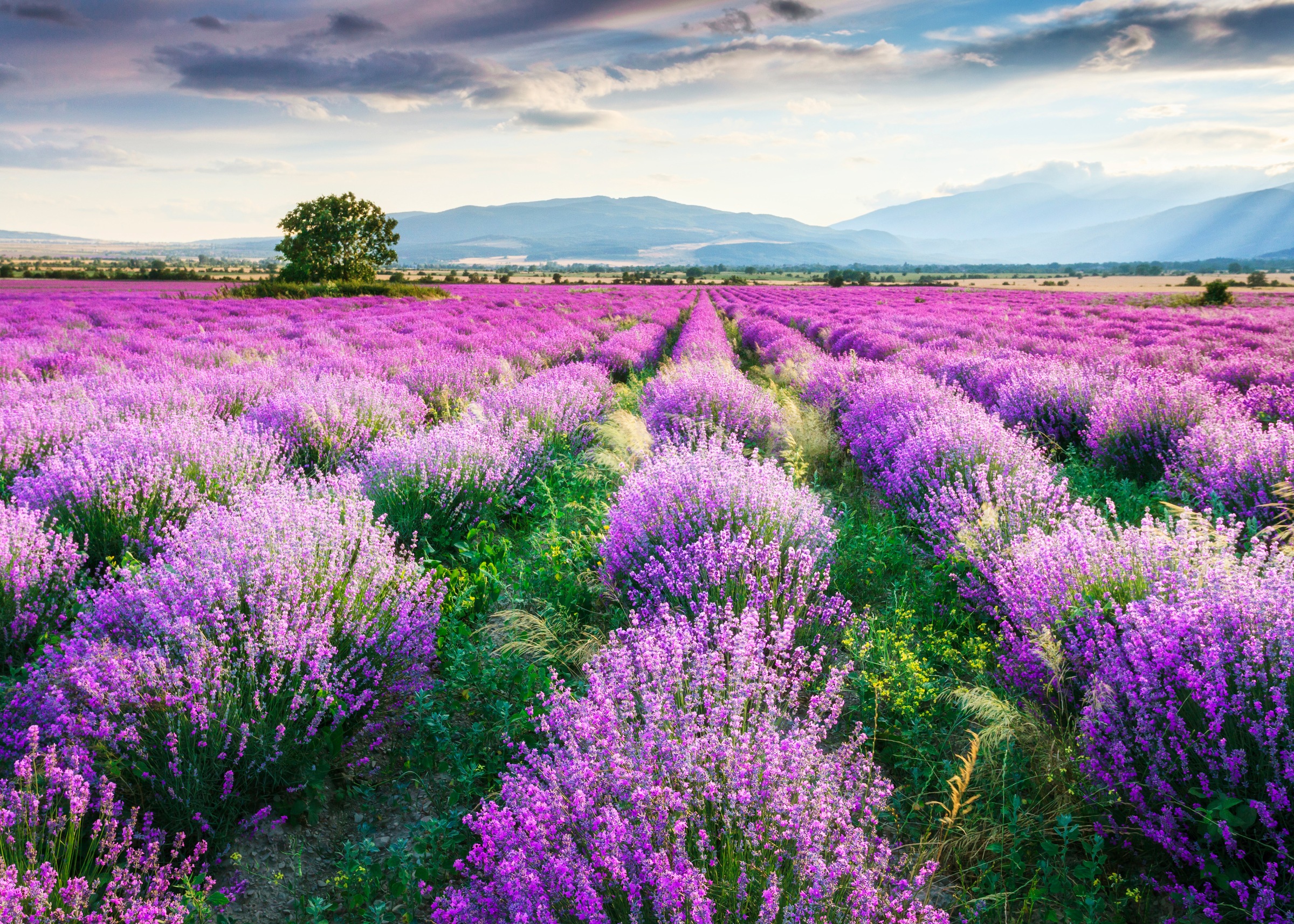 Image of Papermoon Fototapete "Lavende Garden" glatt