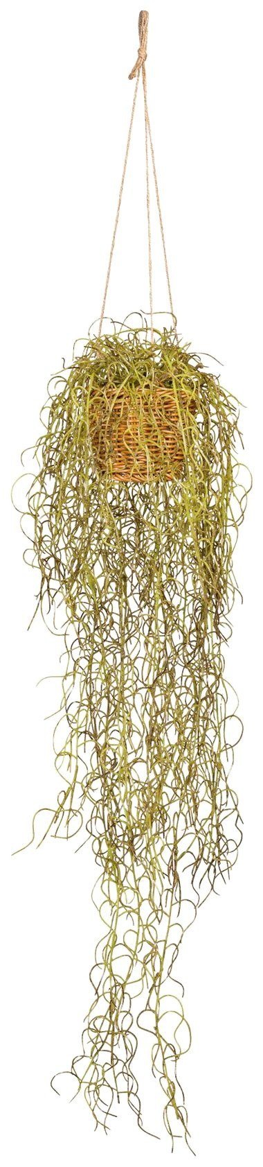 Image of Creativ green Kunstranke »Tillandsien-Hänger«, (1 St.), im Hängekorb bei Ackermann Versand Schweiz