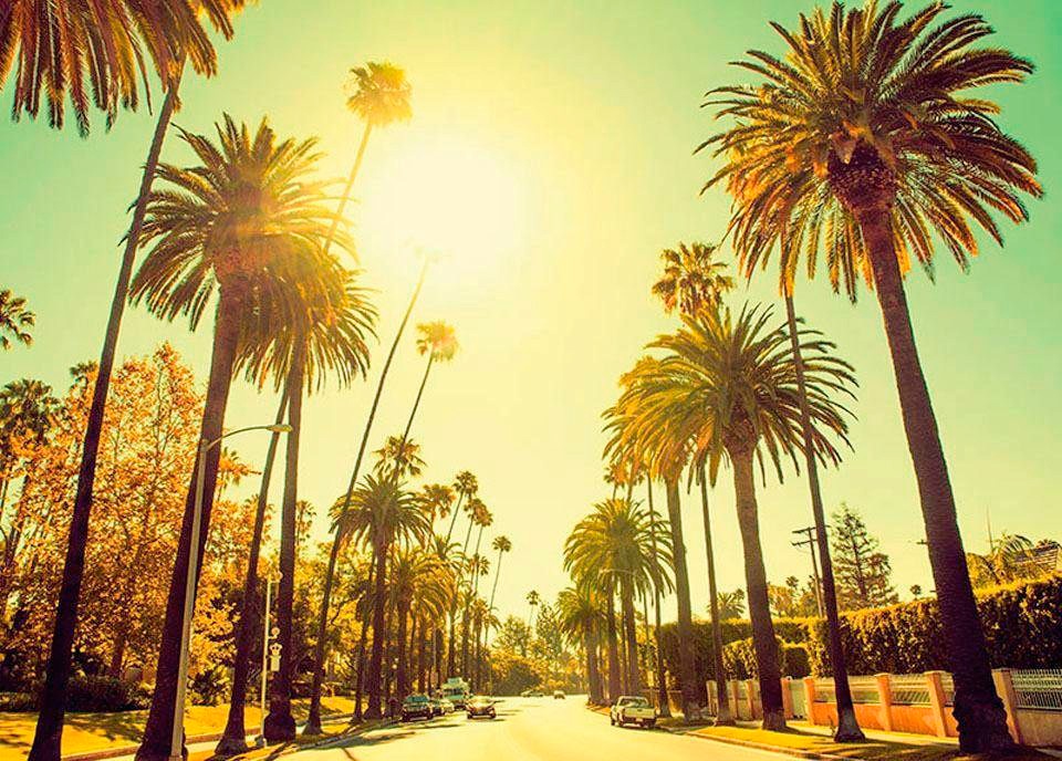 Image of Komar Poster »Palm Alley«, Städte, Höhe: 50cm bei Ackermann Versand Schweiz