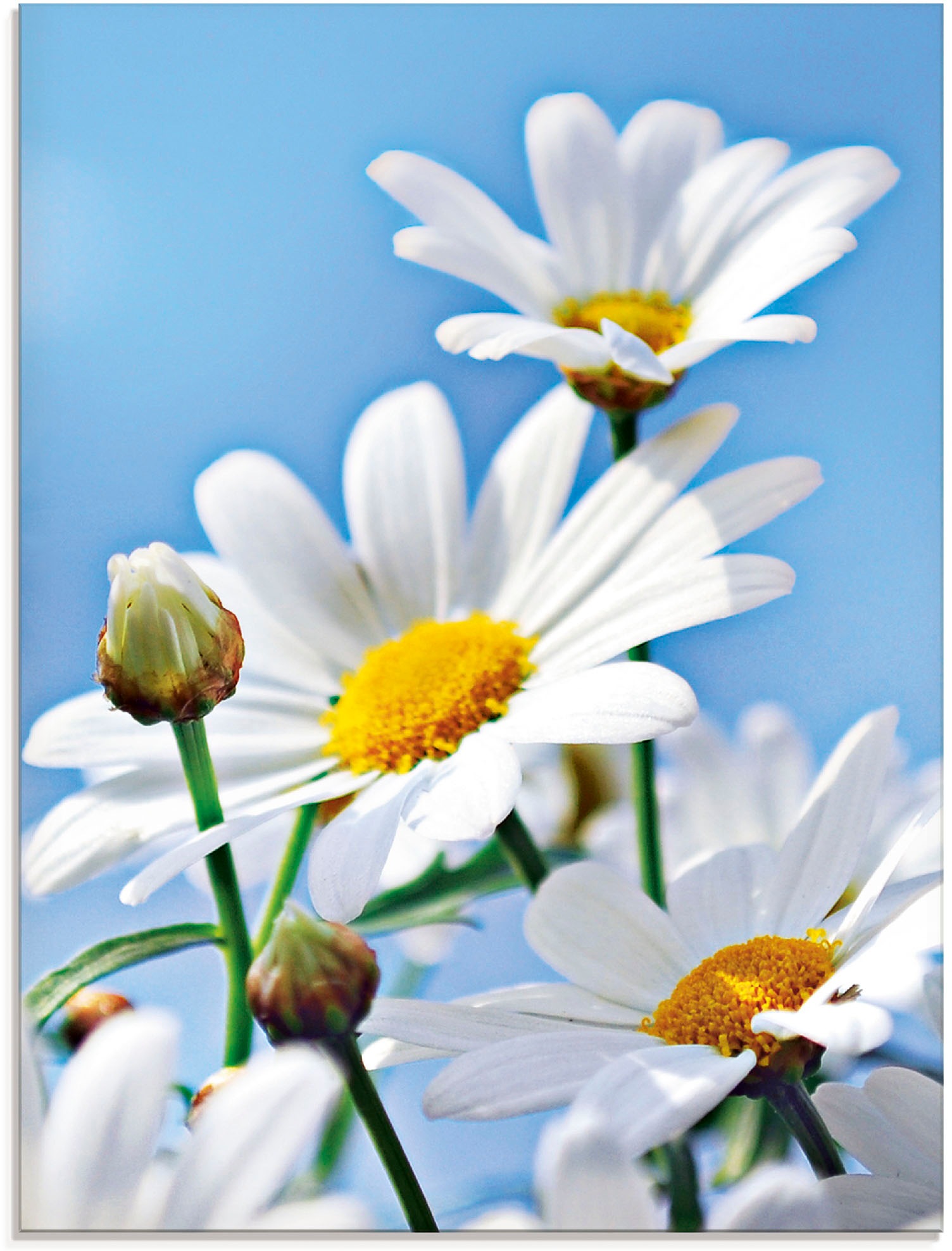 Image of Artland Glasbild »Blumen - Margeriten«, Blumen, (1 St.) bei Ackermann Versand Schweiz