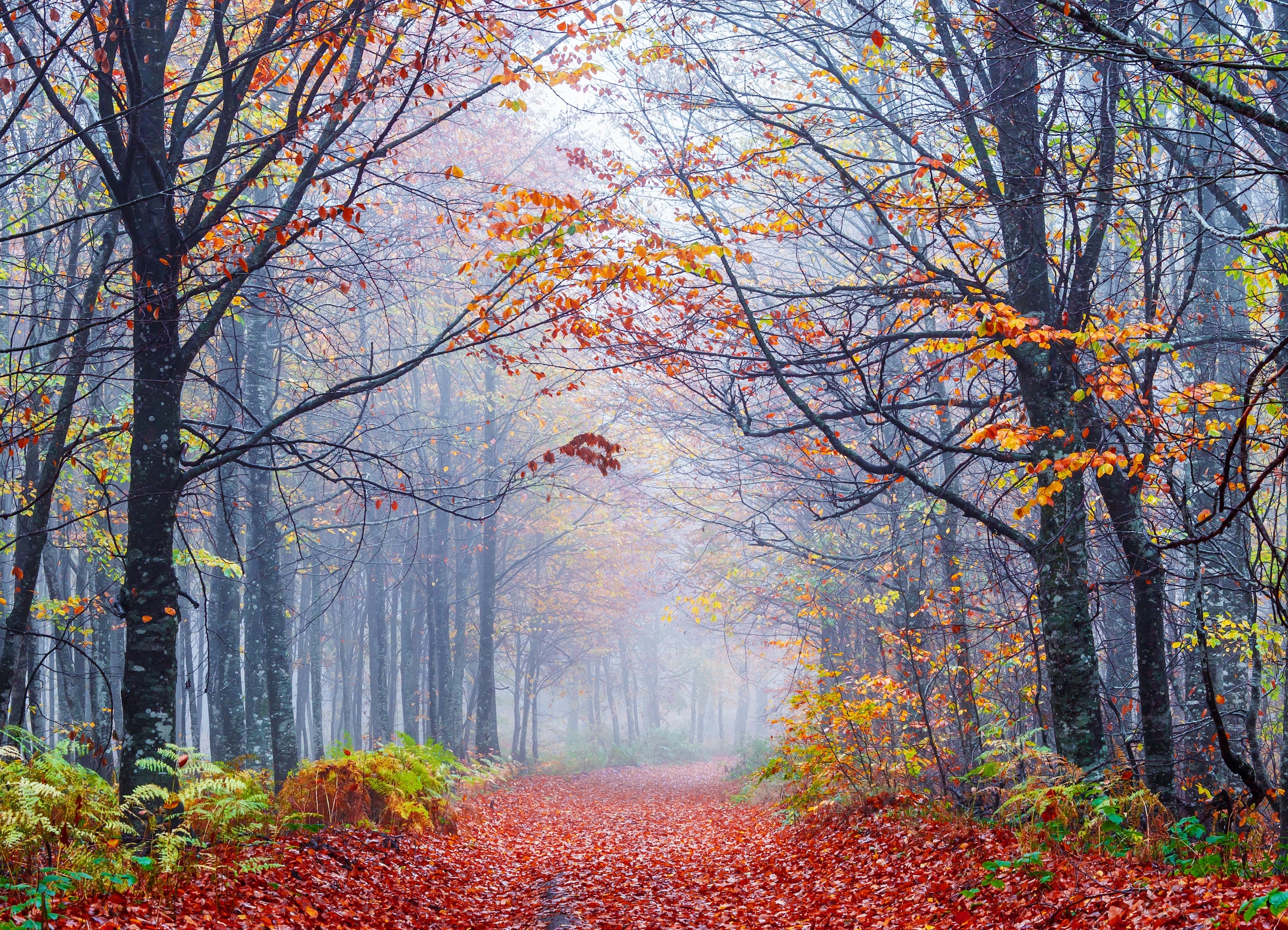 Image of Papermoon Fototapete "Foggy Autumn Forest Road" glatt