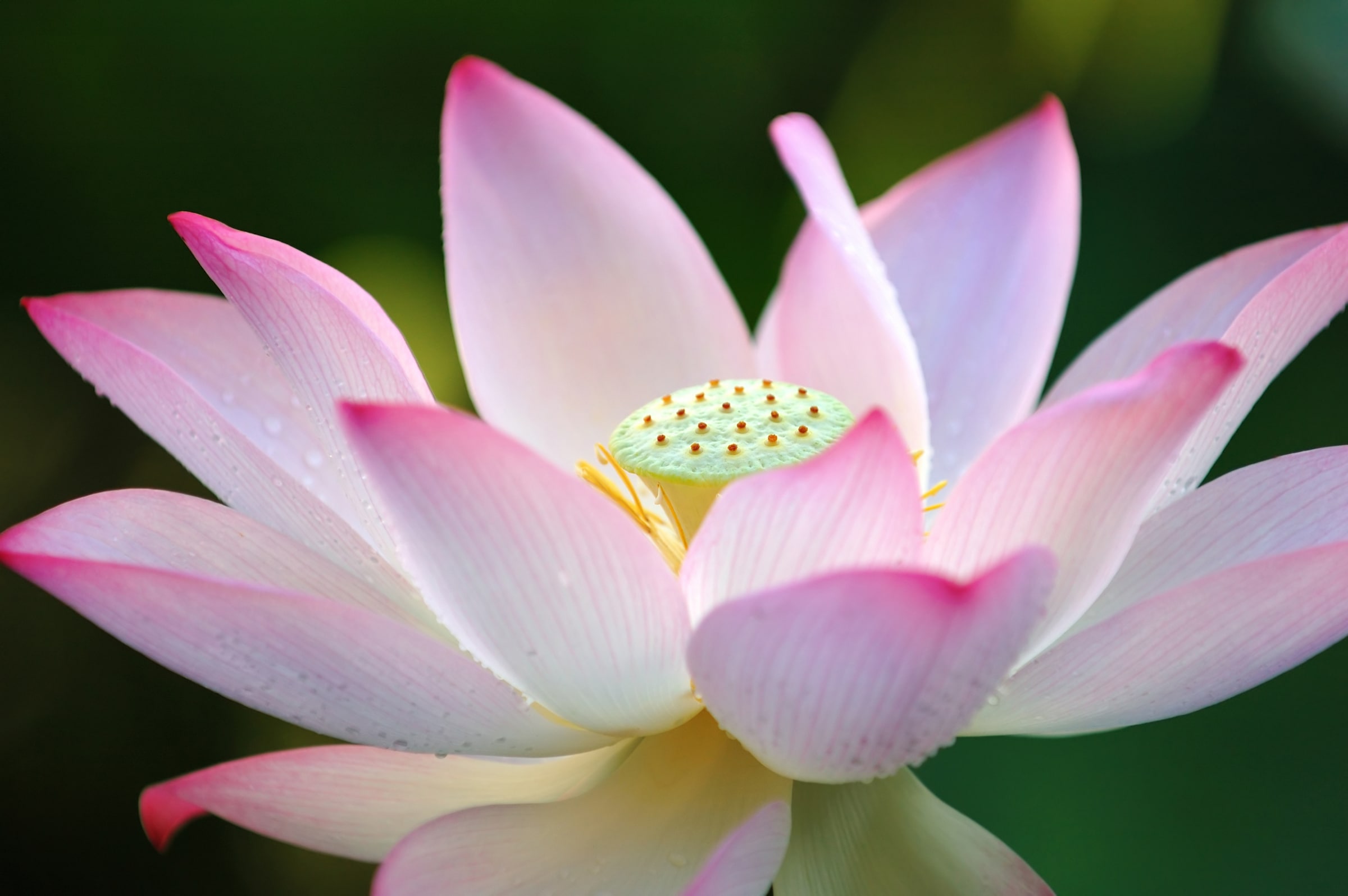 Image of Papermoon Fototapete "Lotus Flower" glatt