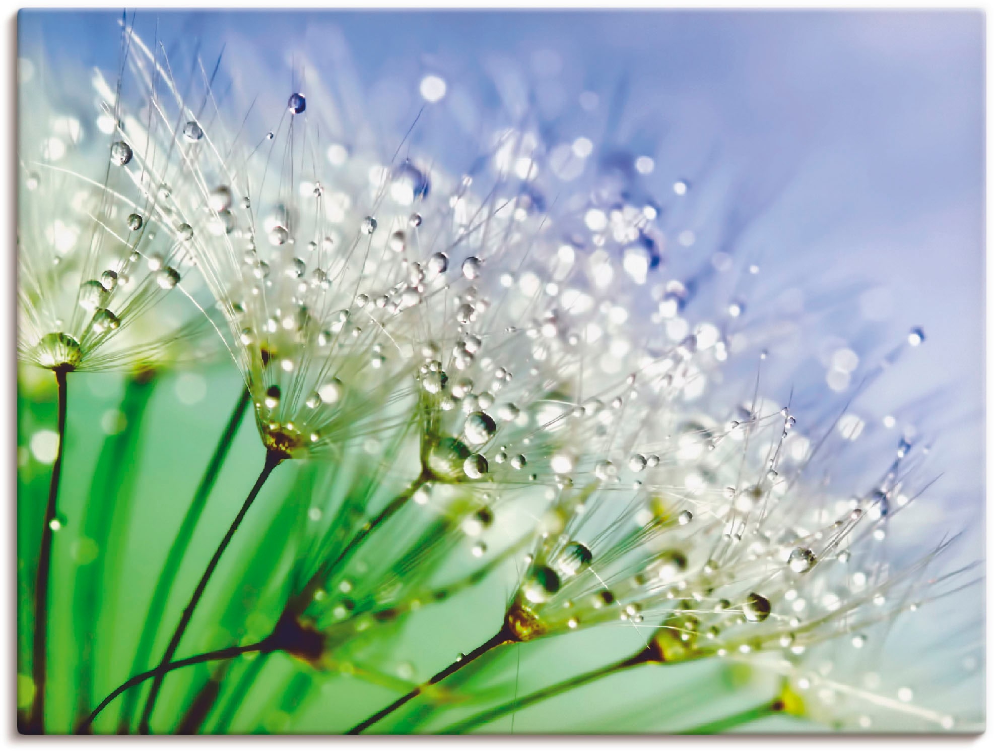Image of Artland Wandbild "Glitzernde Pusteblume III" Blumen 1 Stk. tlg. als Leinwandbild, Poster in verschied. Grössen