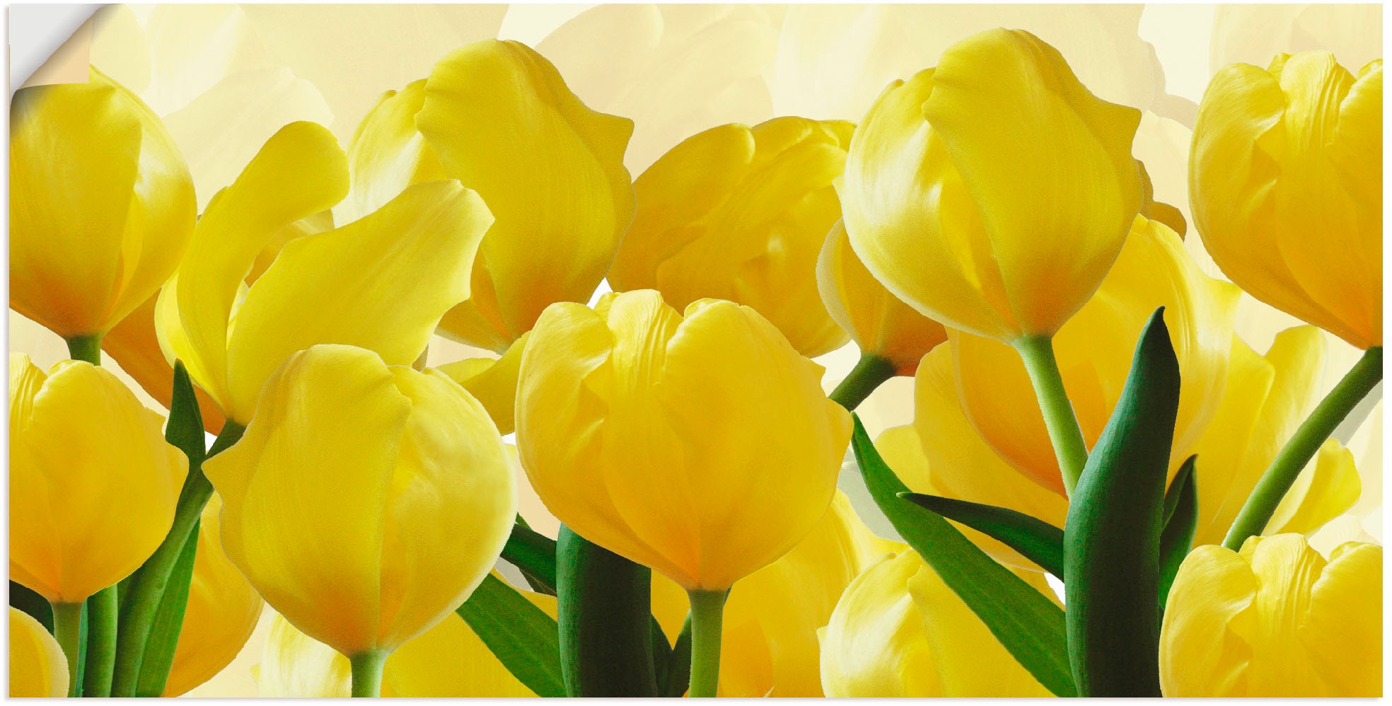 Image of Artland Wandbild »Tulpenfeld gelb«, Blumen, (1 St.), in vielen Grössen & Produktarten - Alubild / Outdoorbild für den Aussenbereich, Leinwandbild, Poster, Wandaufkleber / Wandtattoo auch für Badezimmer geeignet bei Ackermann Versand Schweiz