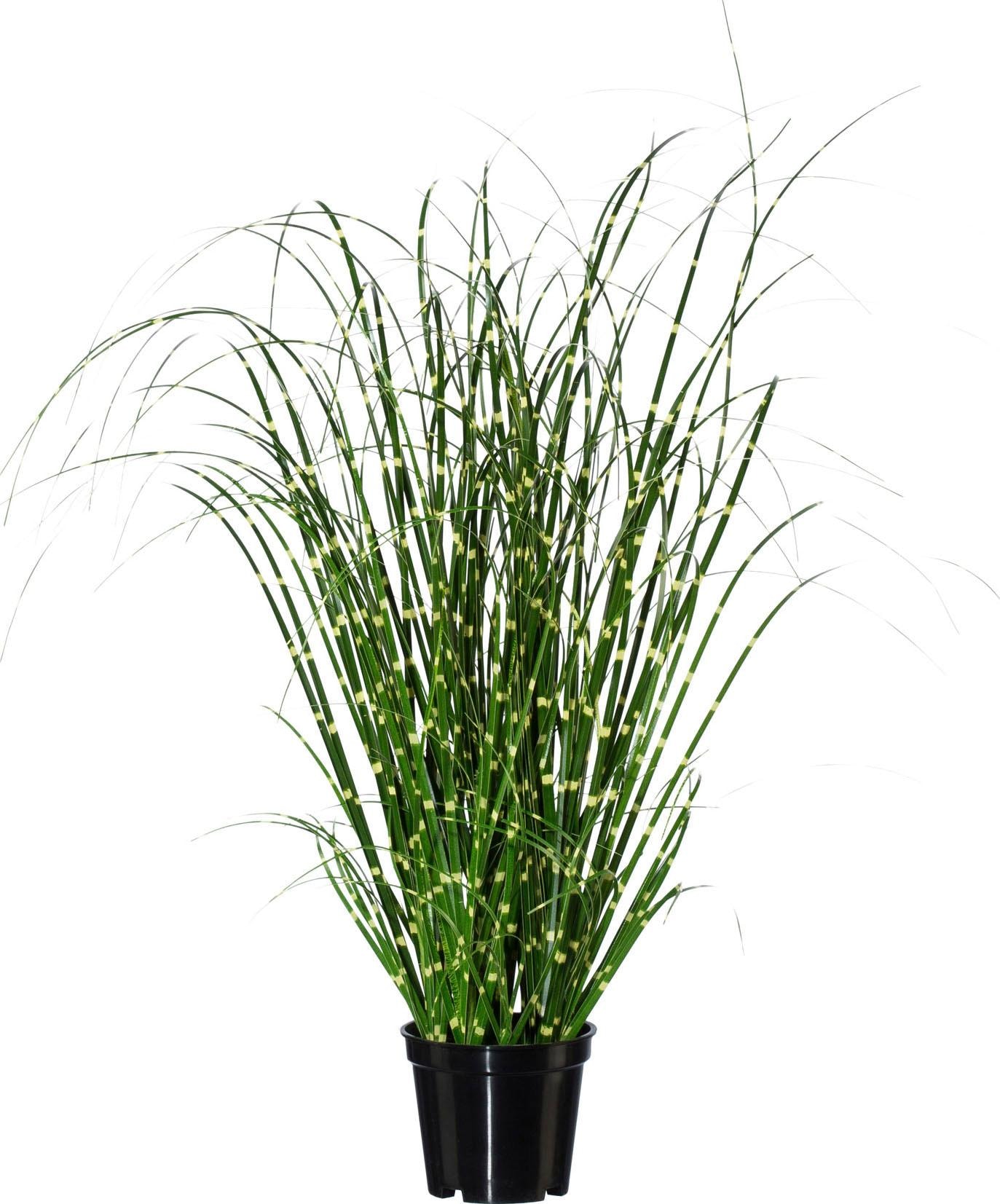 Creativ green Herbe artificielle »Miscanthus«