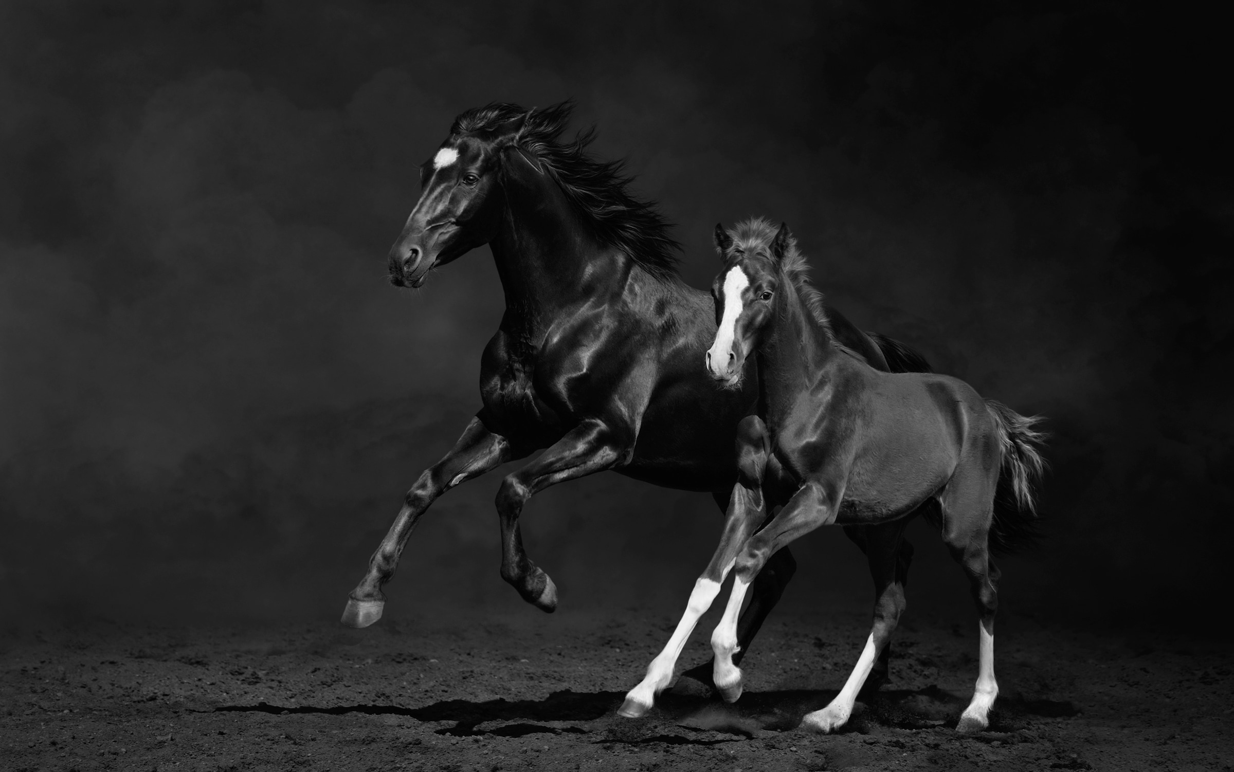 Image of Papermoon Fototapete "PFERDE IM GALOPP-STUTE MIT FOHLEN SCHWARZ WEIssTIERE"