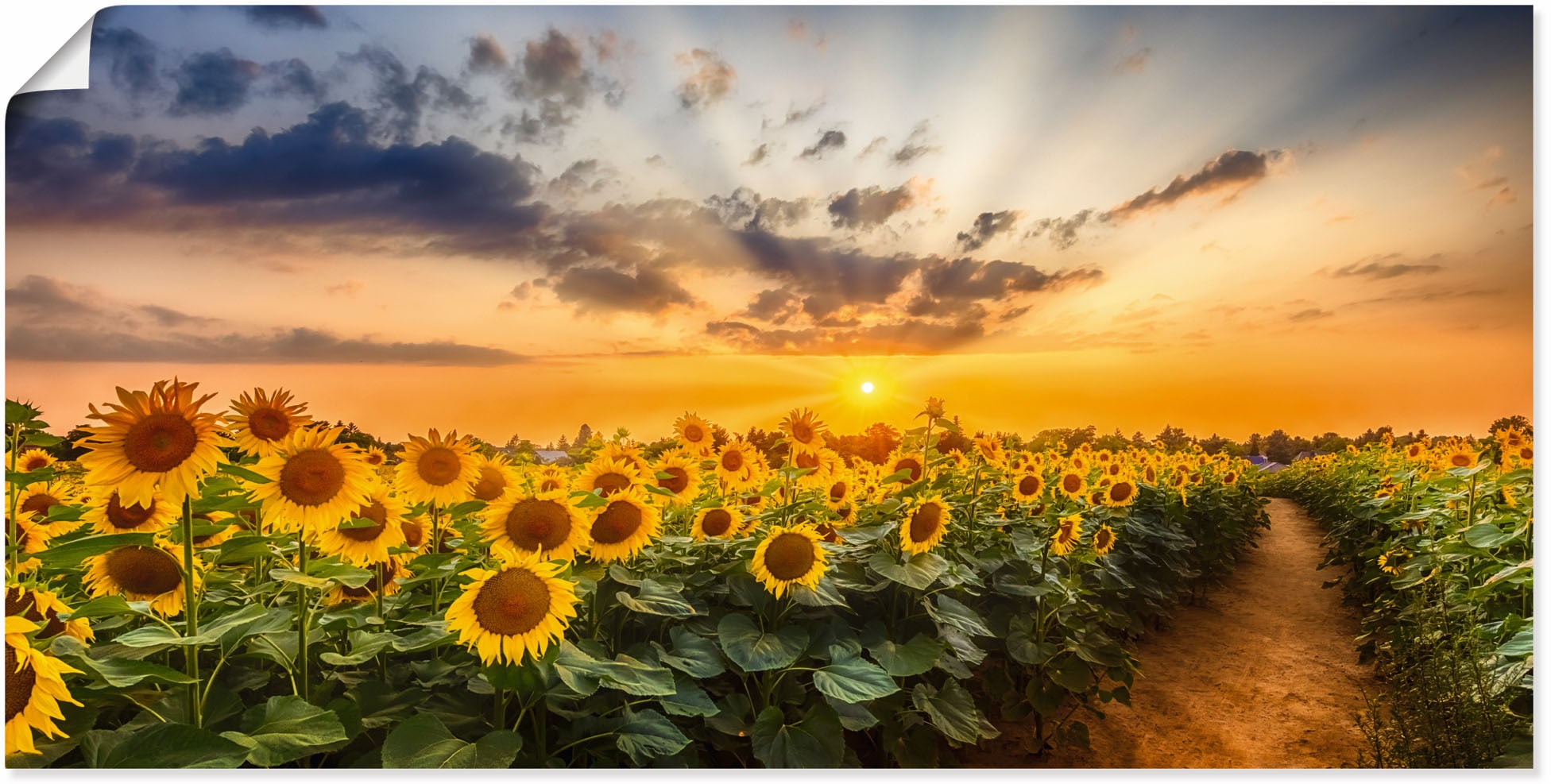 Image of Artland Wandbild "Sonnenblumenfeld bei Sonnenuntergang" Blumenbilder 1 Stk. tlg. als Alubild, Leinwandbild, Poster in verschied. Grössen