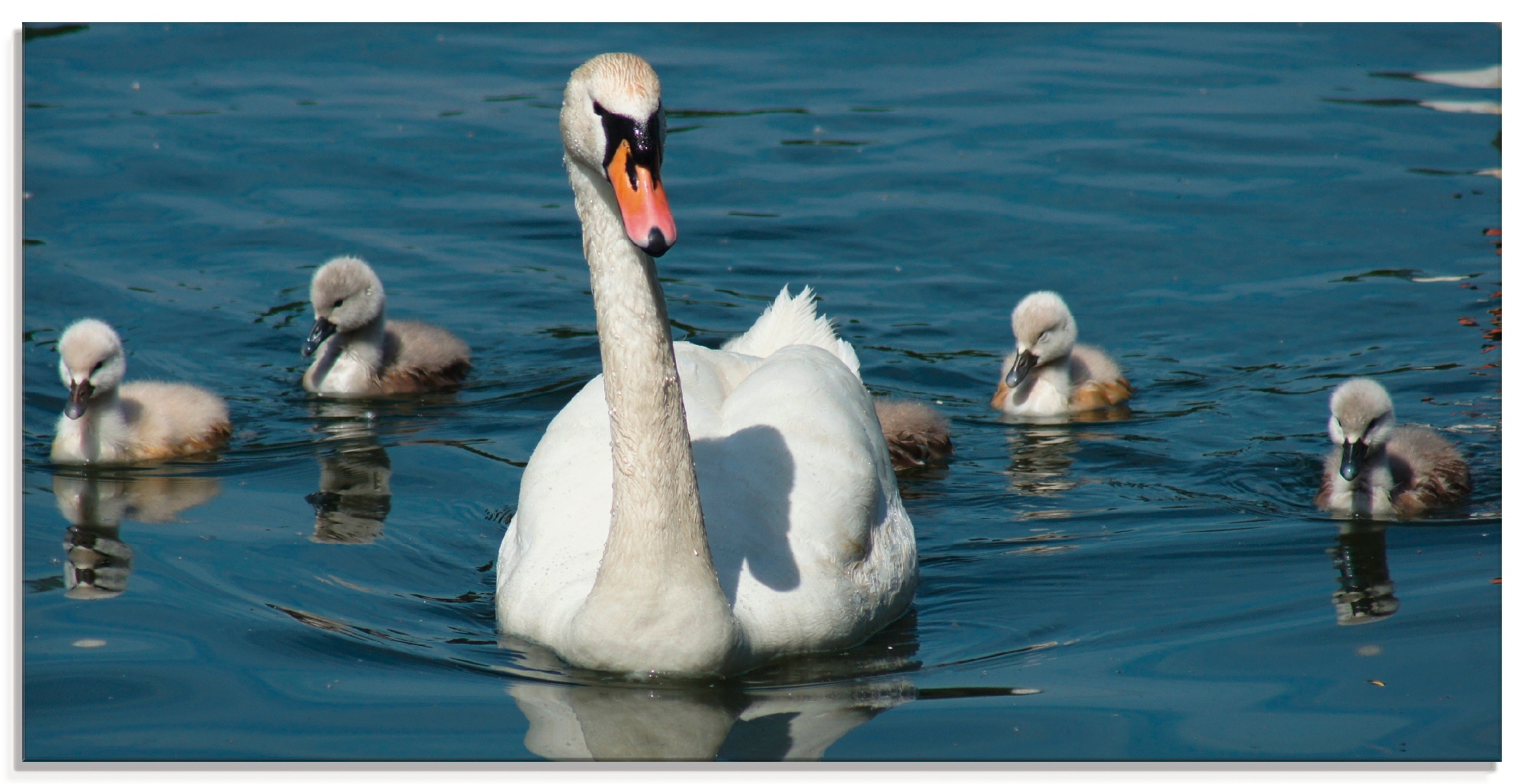 Glasbild »Höckerschwan Familie«, Vögel, (1 St.), in verschiedenen Grössen