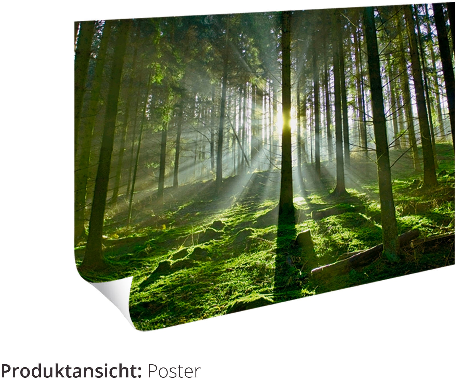 Artland Wandbild »Rosmarin«, Pflanzen, (1 St.), als Alubild, Outdoorbild, Leinwandbild, Poster in verschied. Grössen