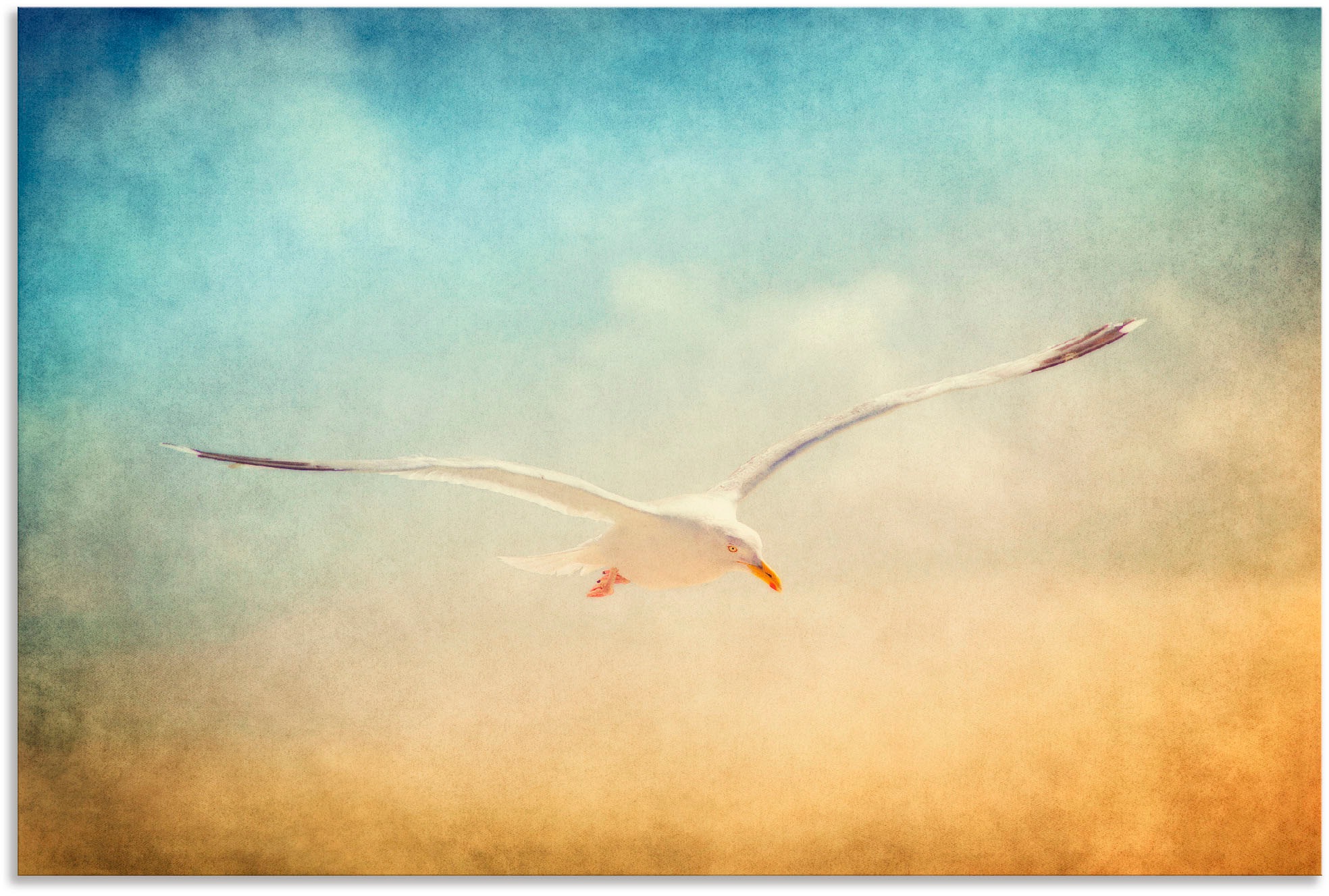 Image of Artland Wandbild »Möwe«, Vögel, (1 St.), in vielen Grössen & Produktarten - Alubild / Outdoorbild für den Aussenbereich, Leinwandbild, Poster, Wandaufkleber / Wandtattoo auch für Badezimmer geeignet bei Ackermann Versand Schweiz